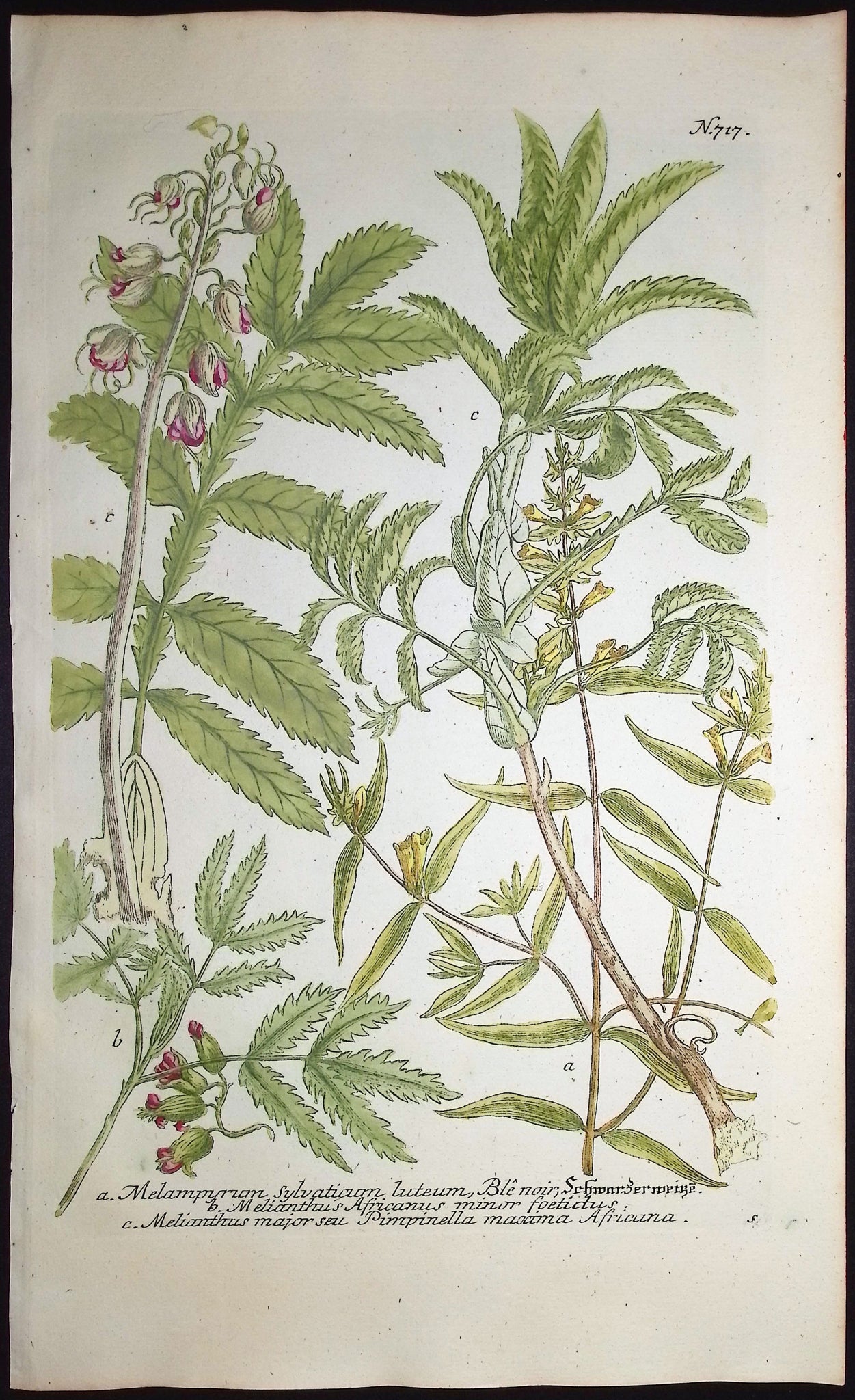 Melampyrum, Melianthus