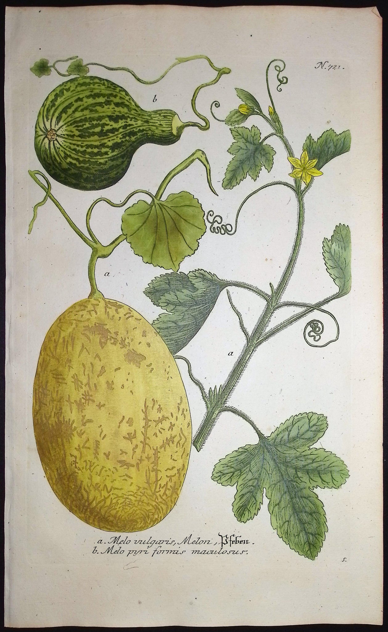 Melon