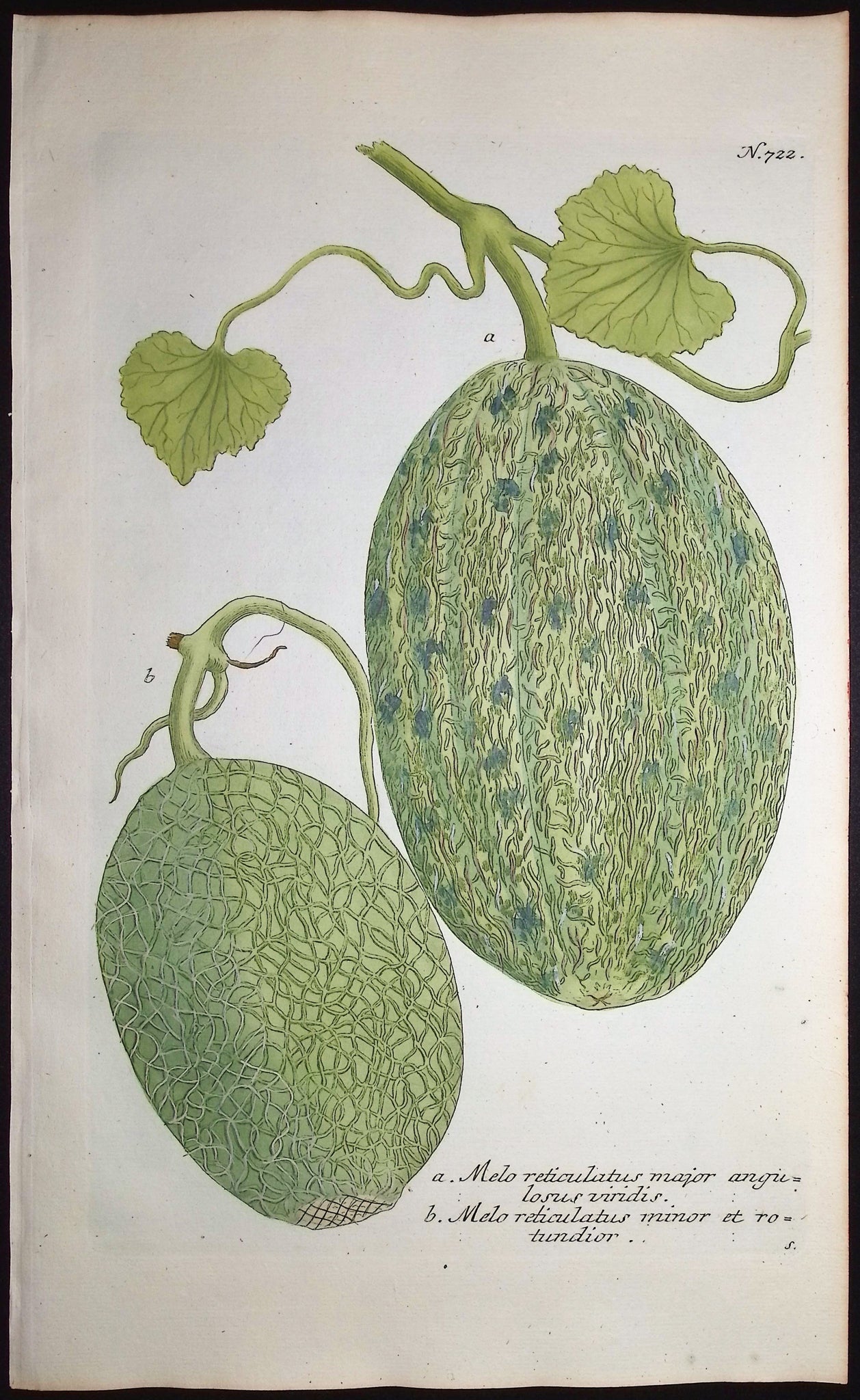 Melon