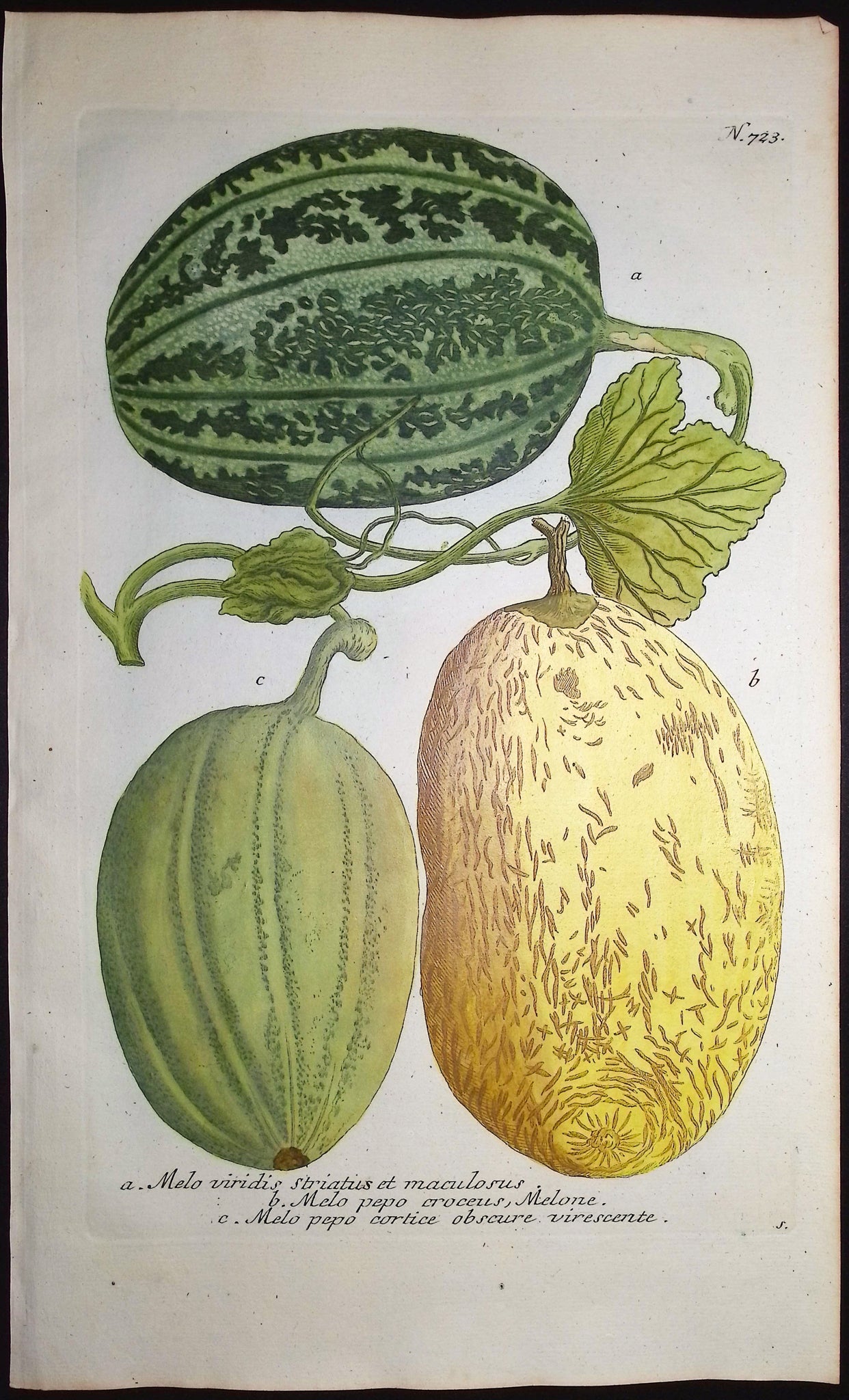 Melon
