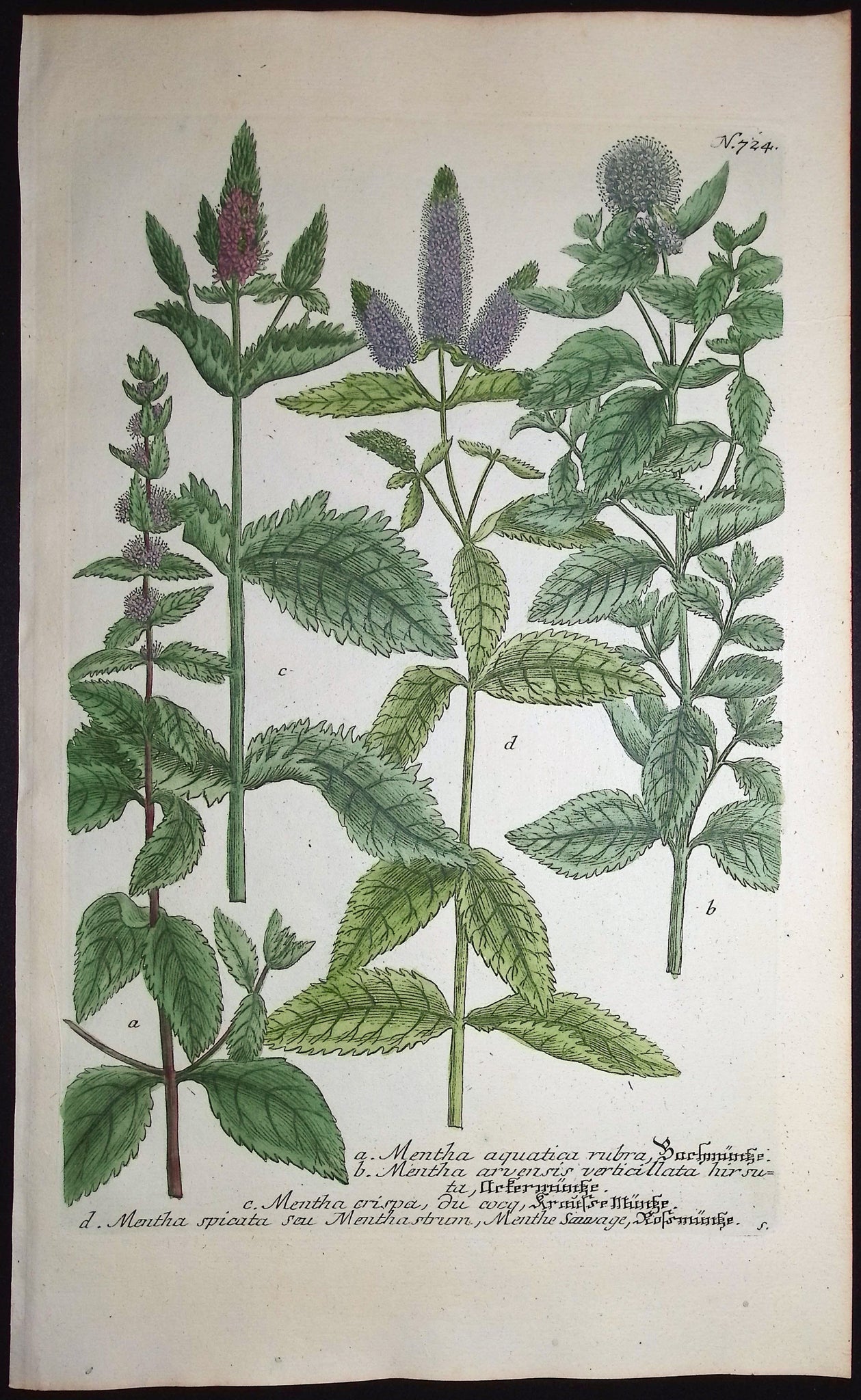 Mentha