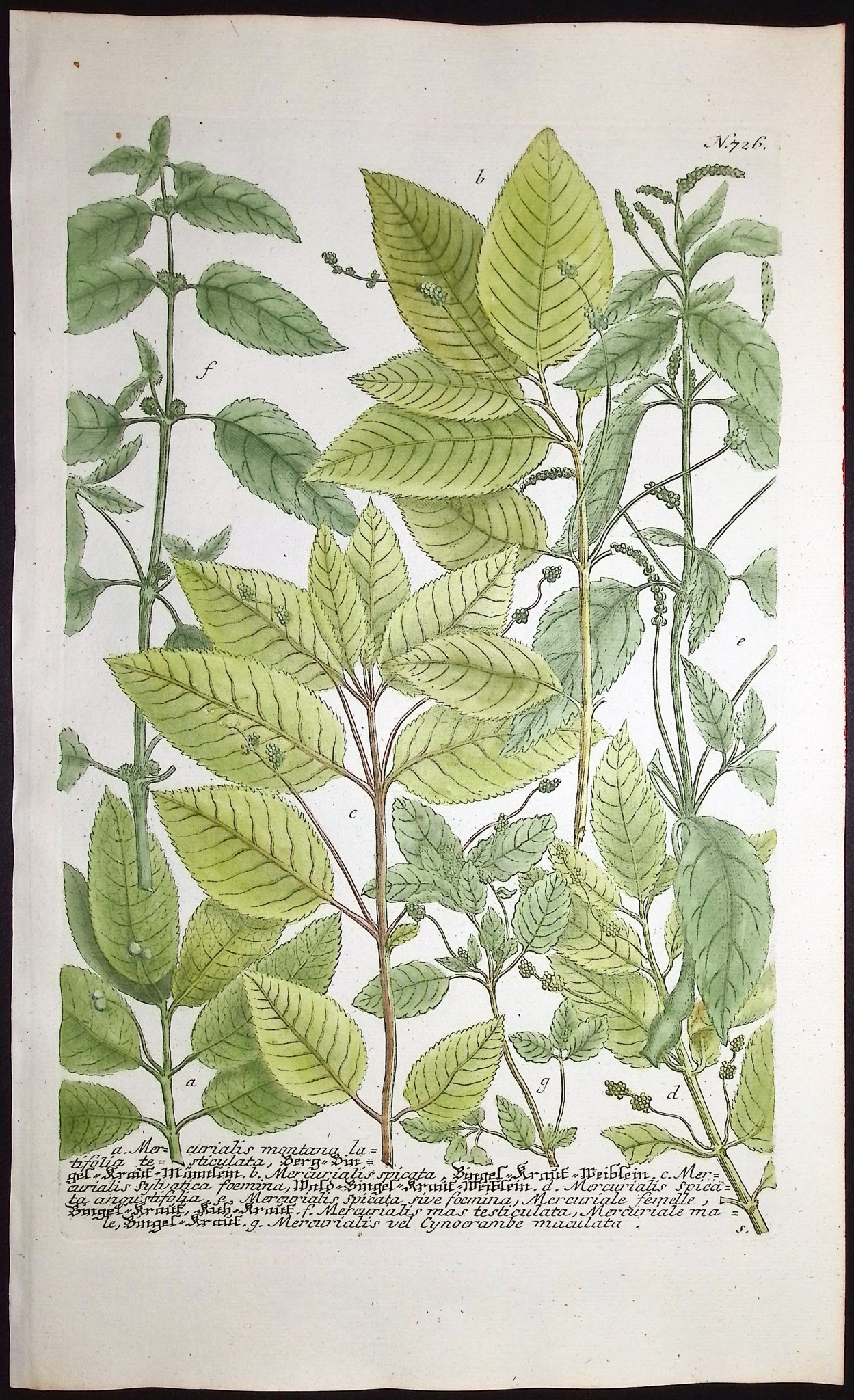 Mercurialis