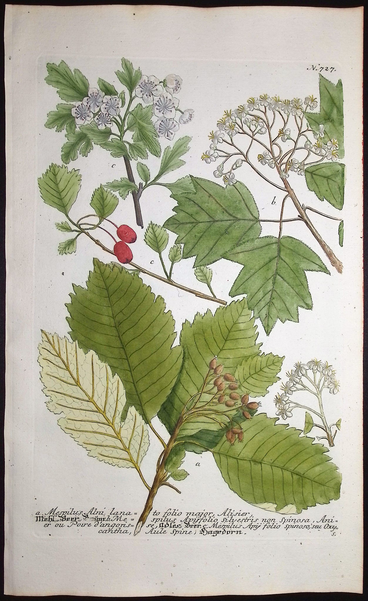 Mespilus
