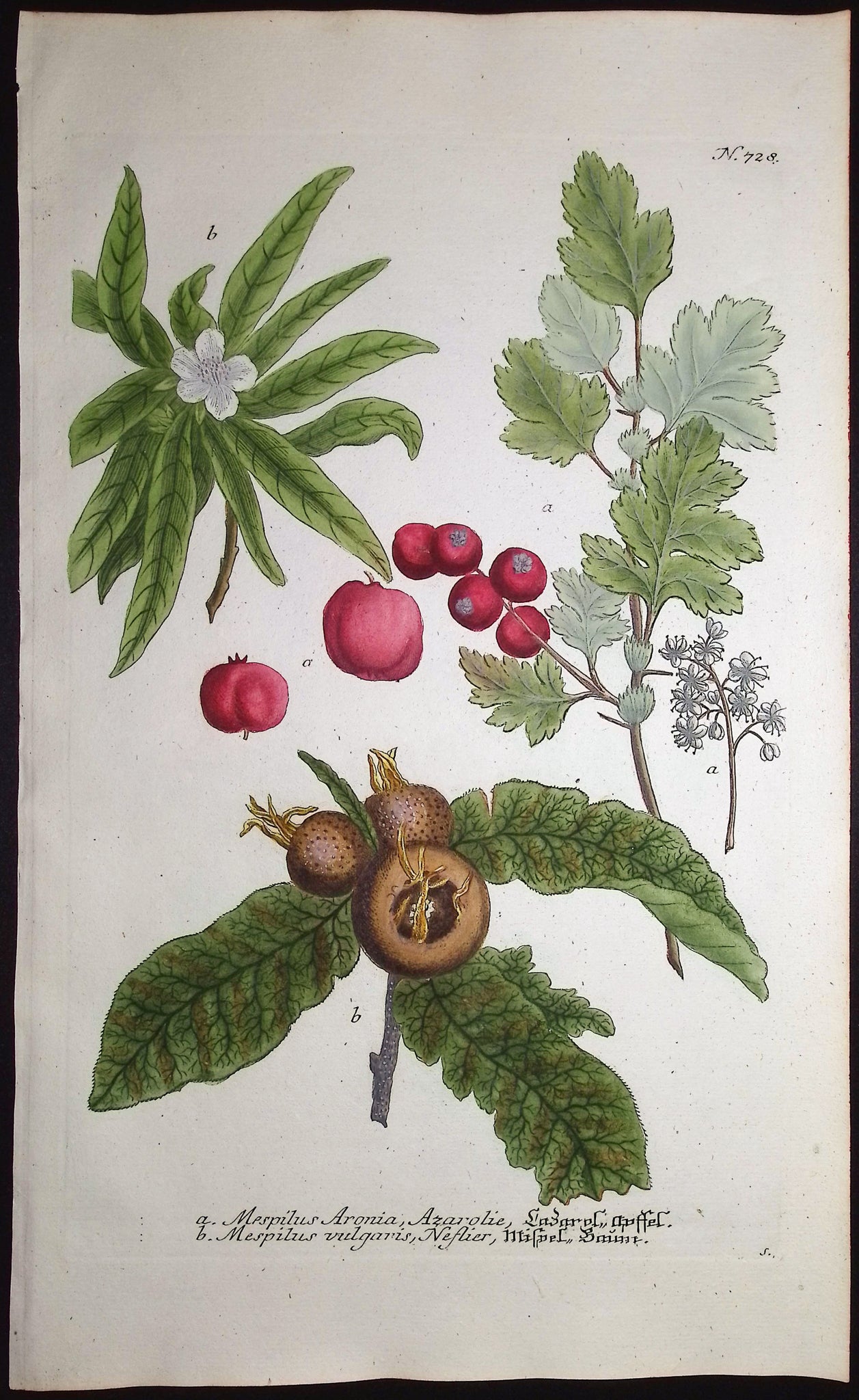 Medlar