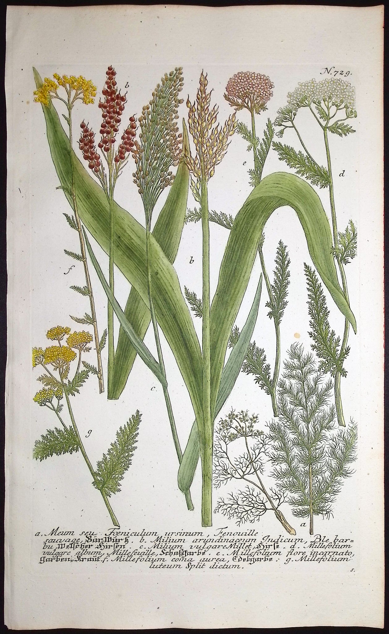 Meum, Milium, Millefolium