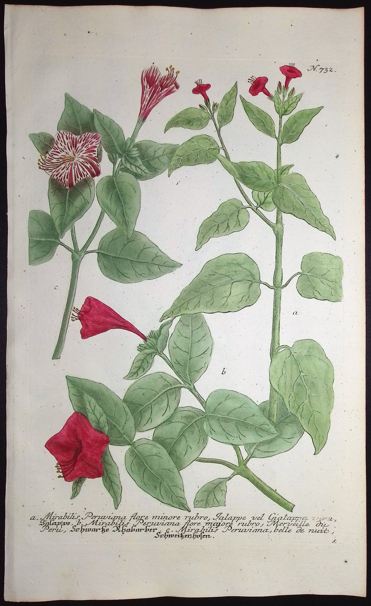 Mirabilis