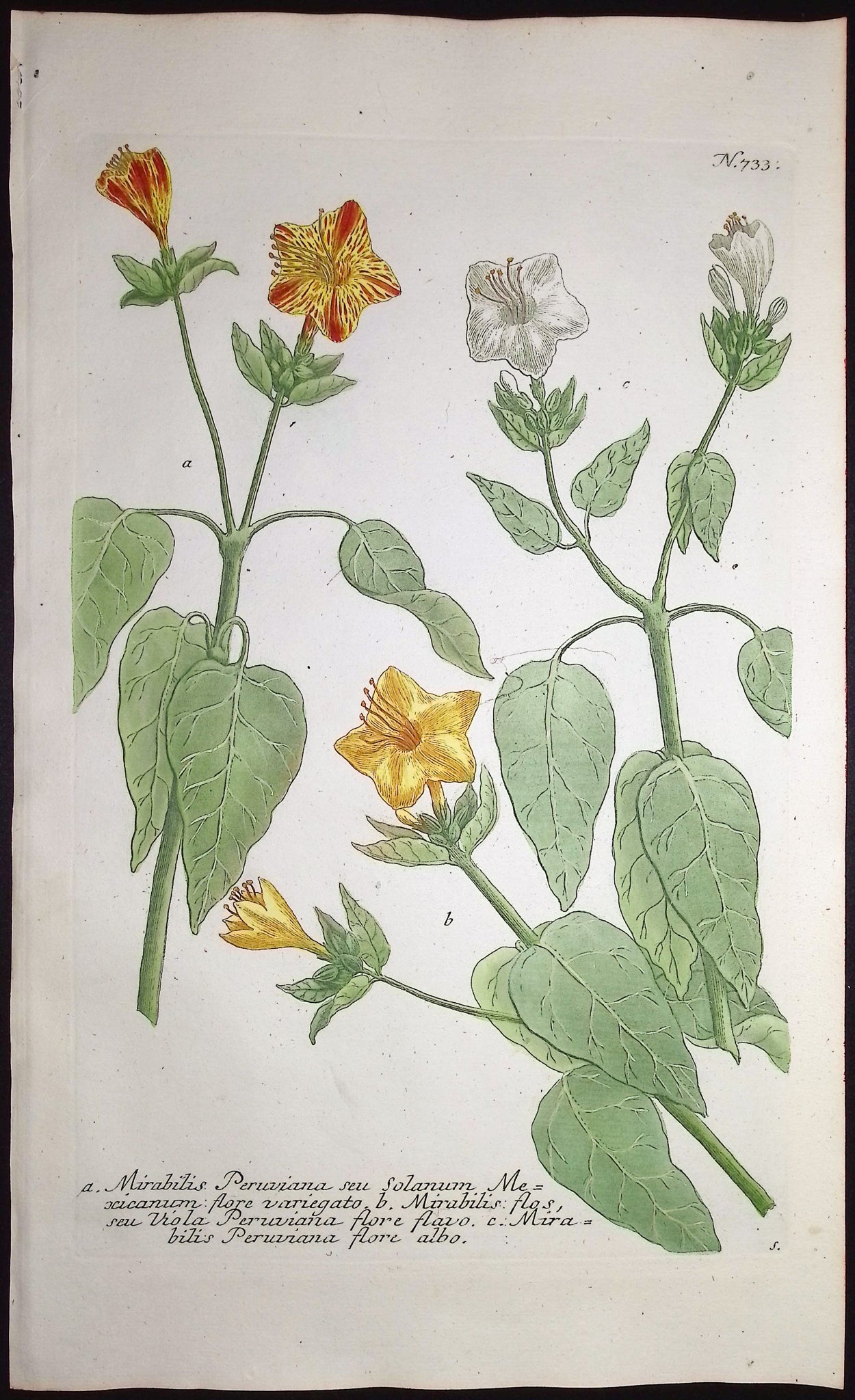 Mirabilis