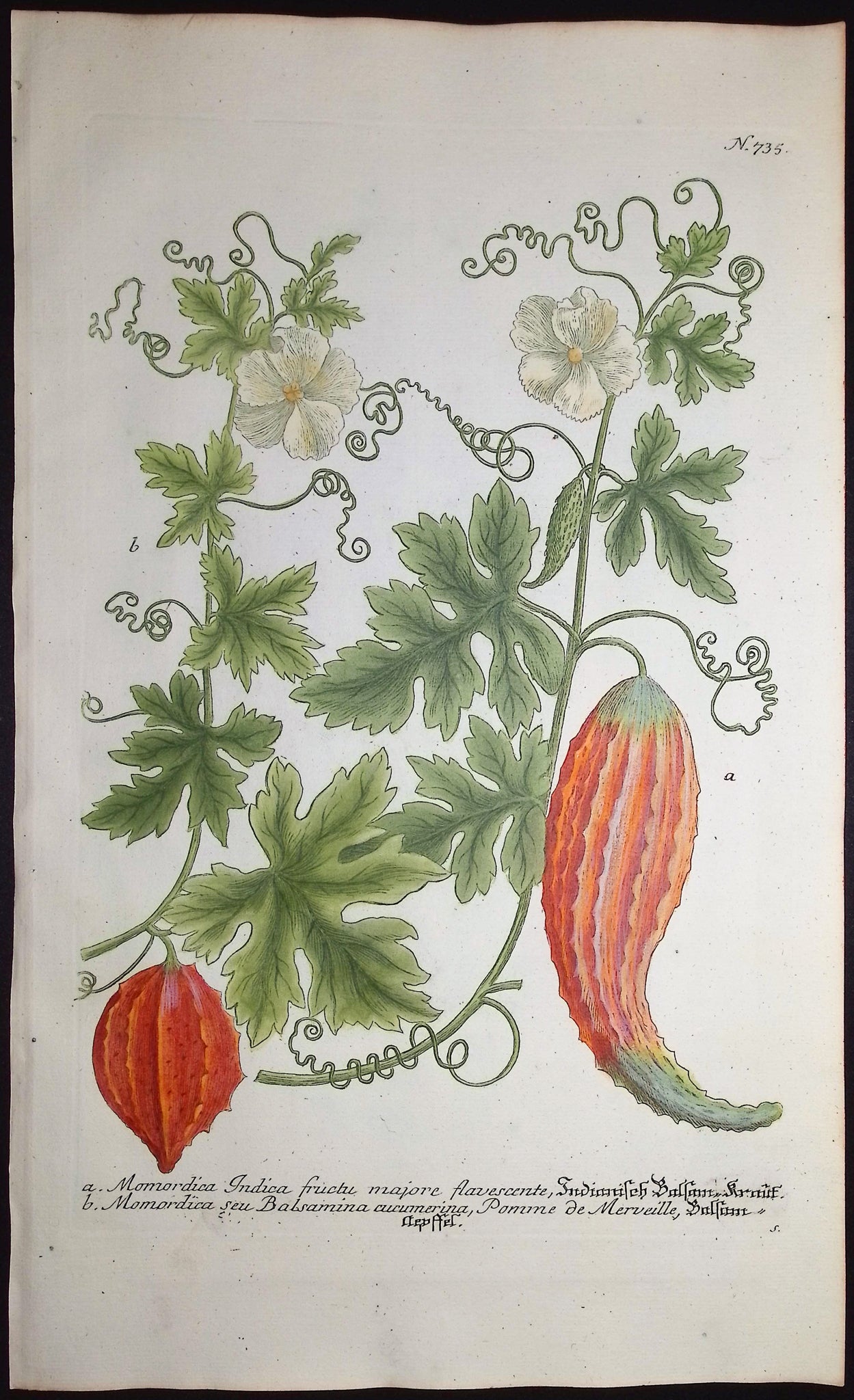 Gourd - Momordica