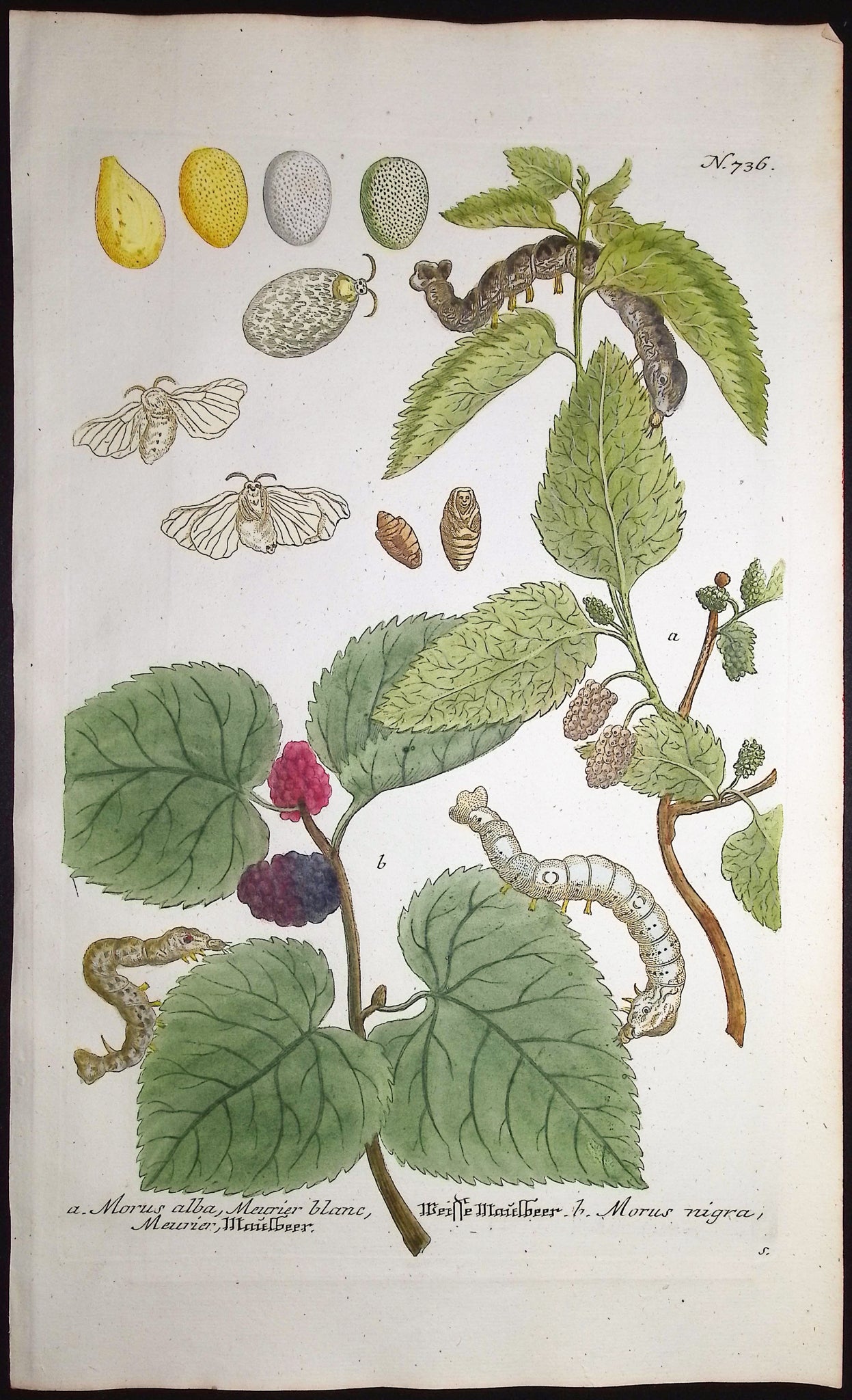 Caterpillars & Morus alba & nigra