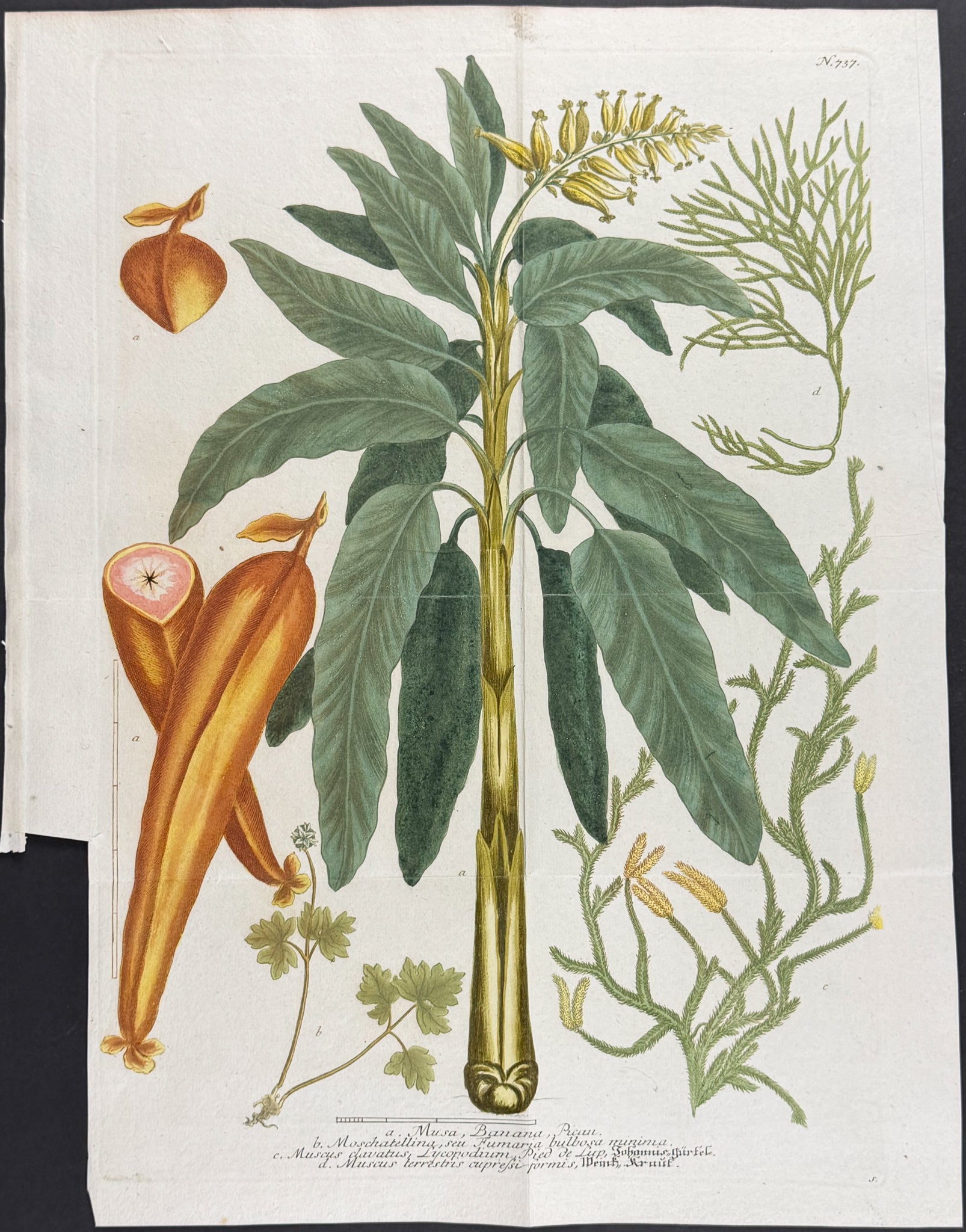 Banana