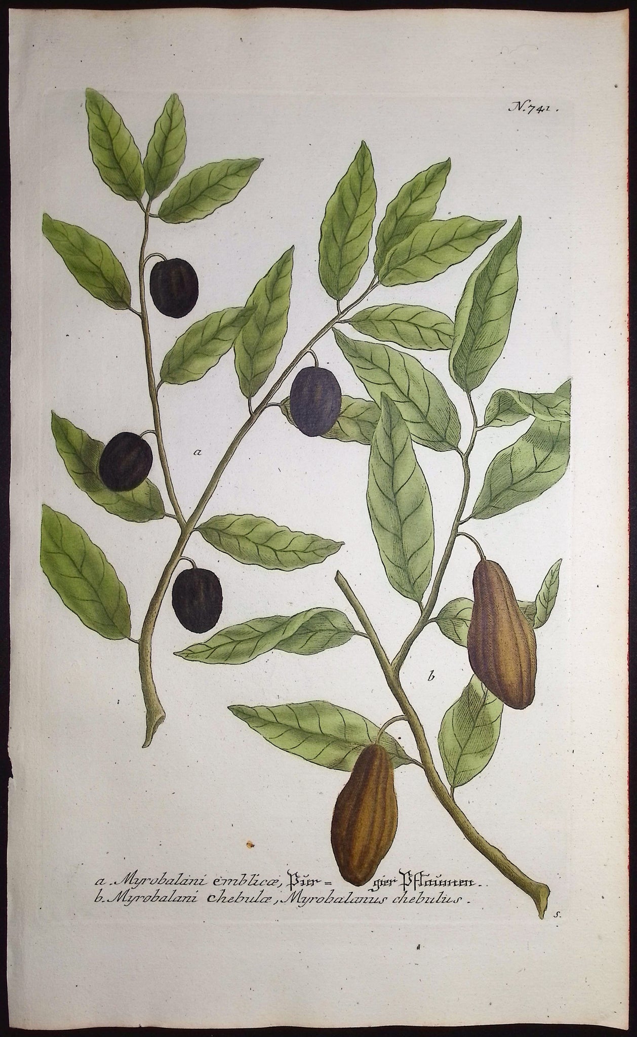 Myrobalam