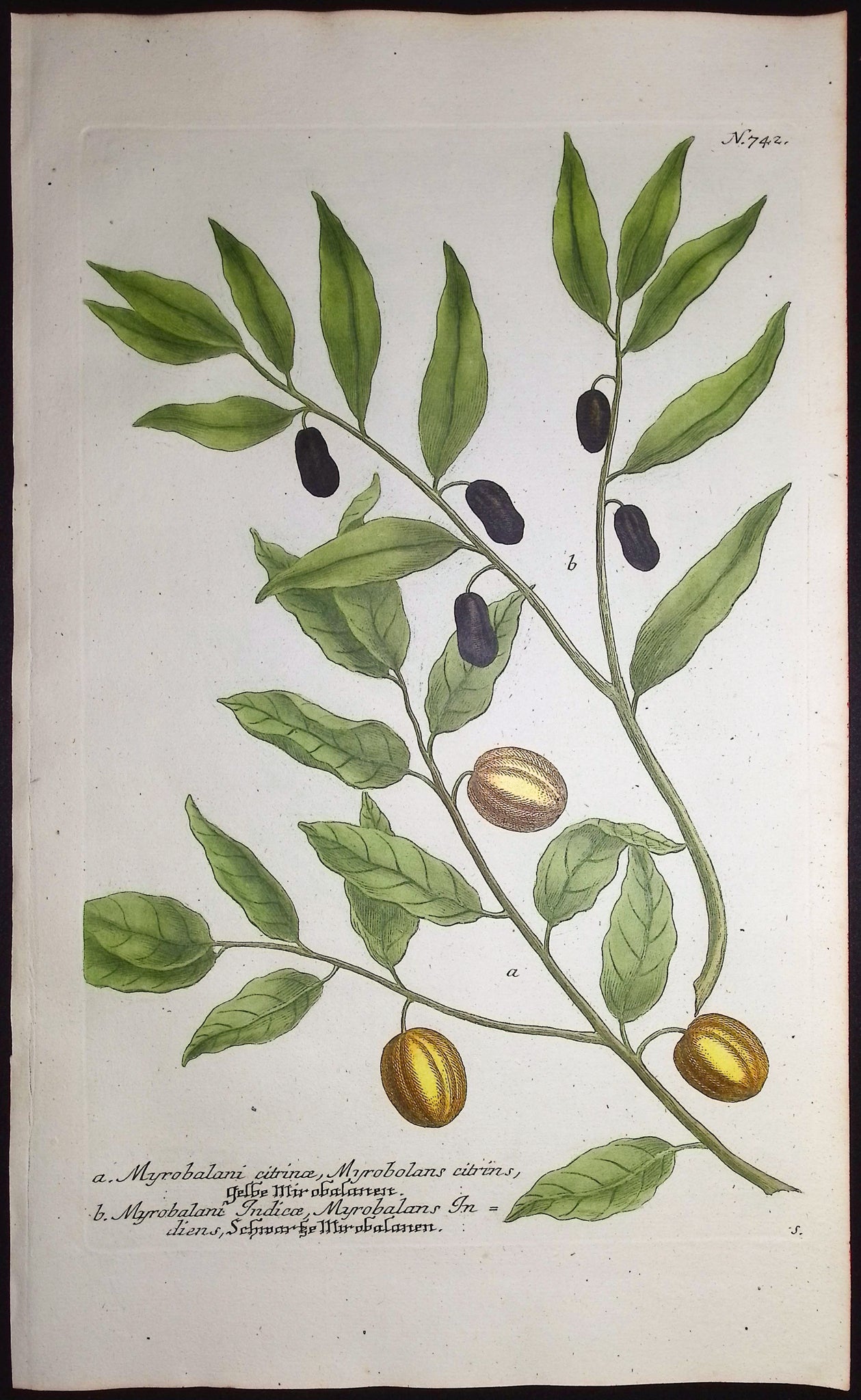 Myrobalani