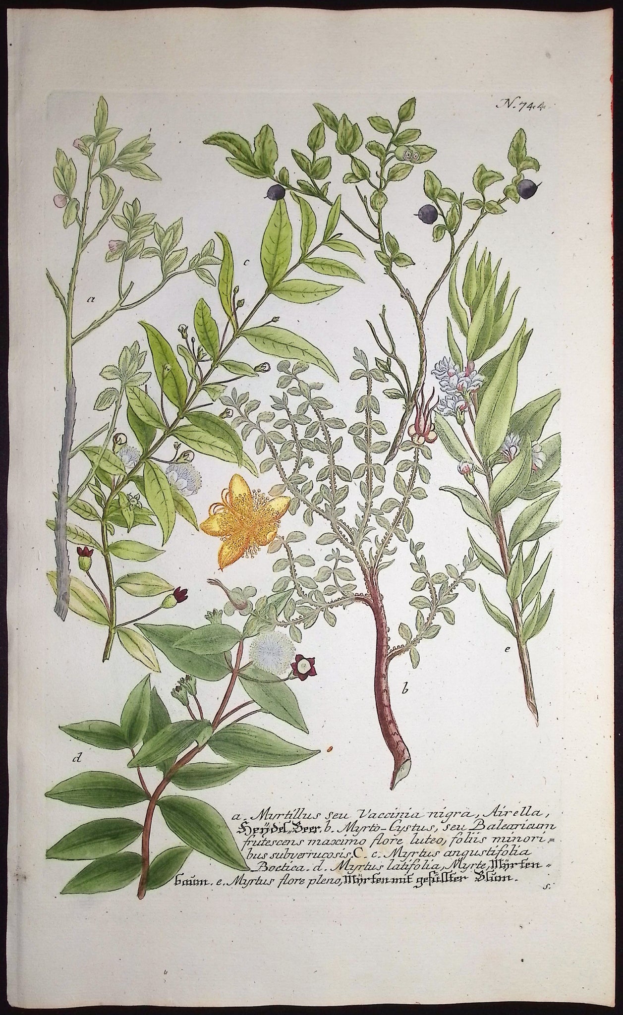 Myrtillus, Myrtus