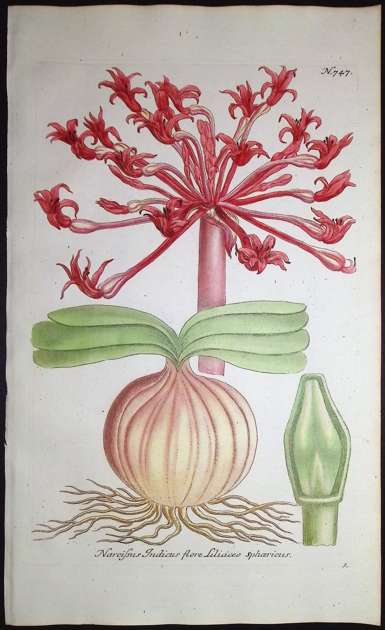 Narcissus