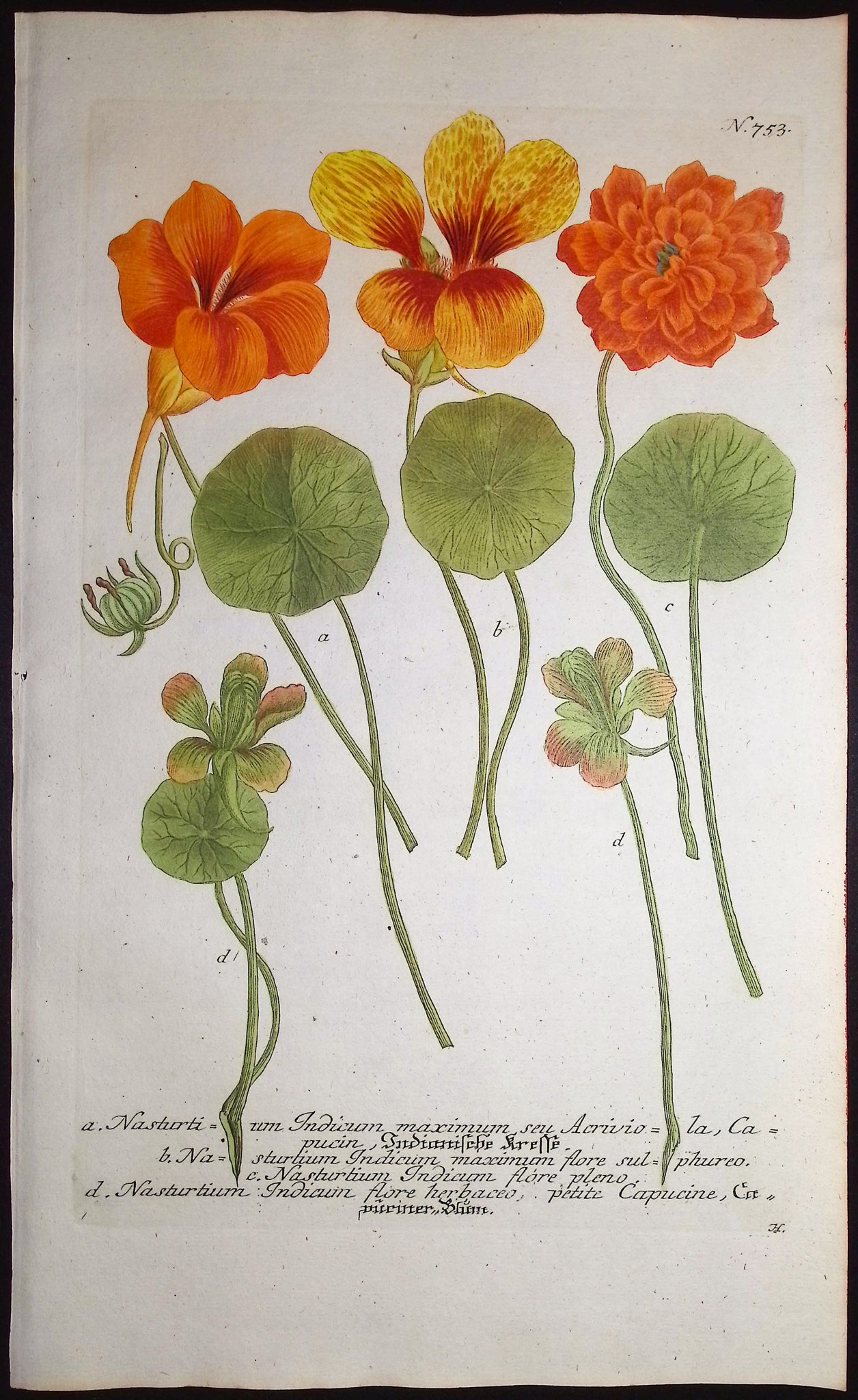 Indian Cress