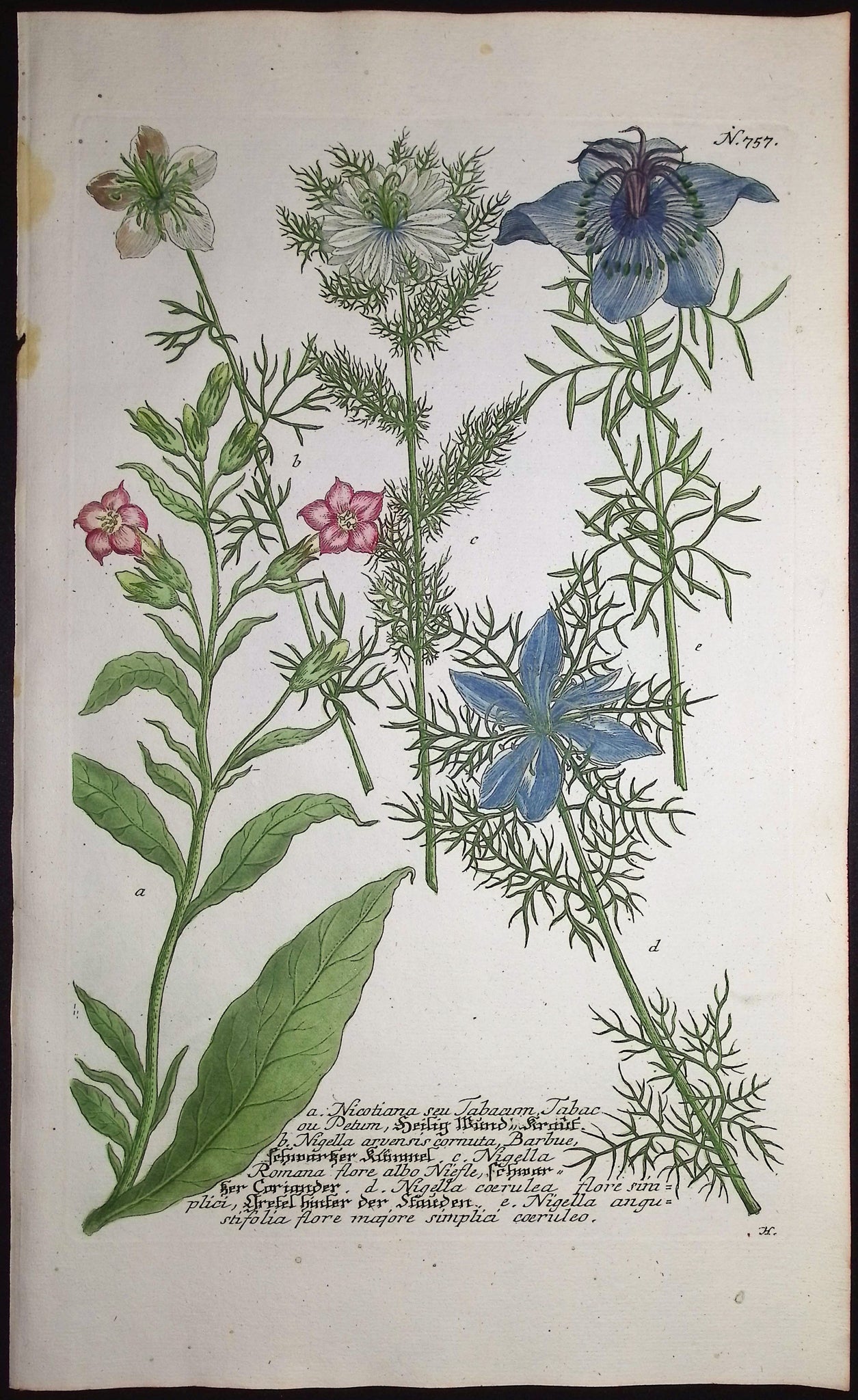 Tobacco Flower or Nicotania, Nigella