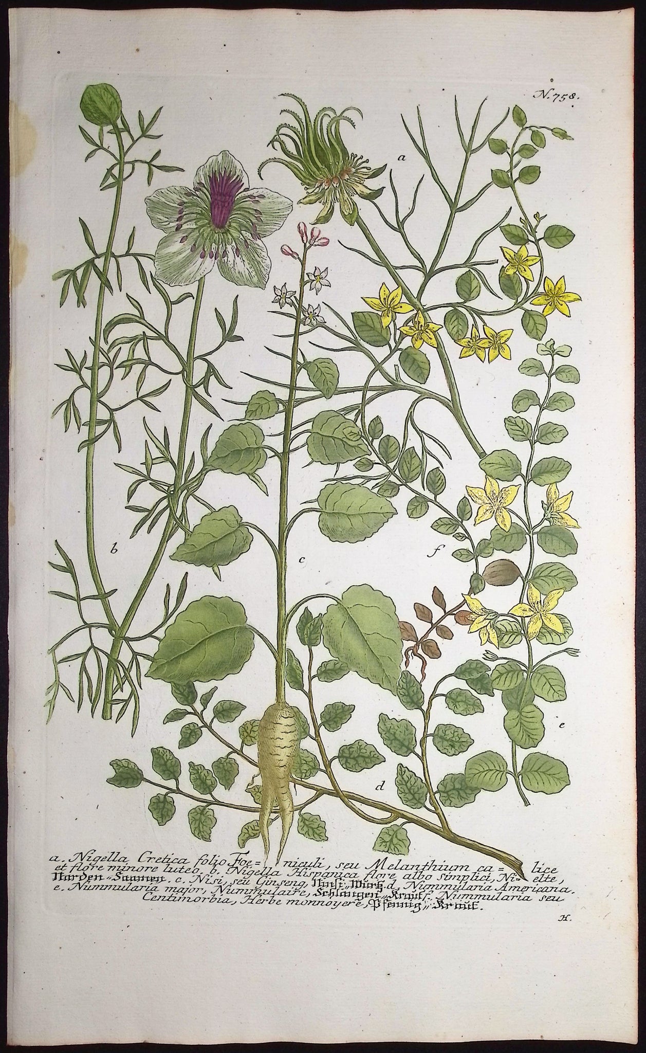 Nigella, Nummularia