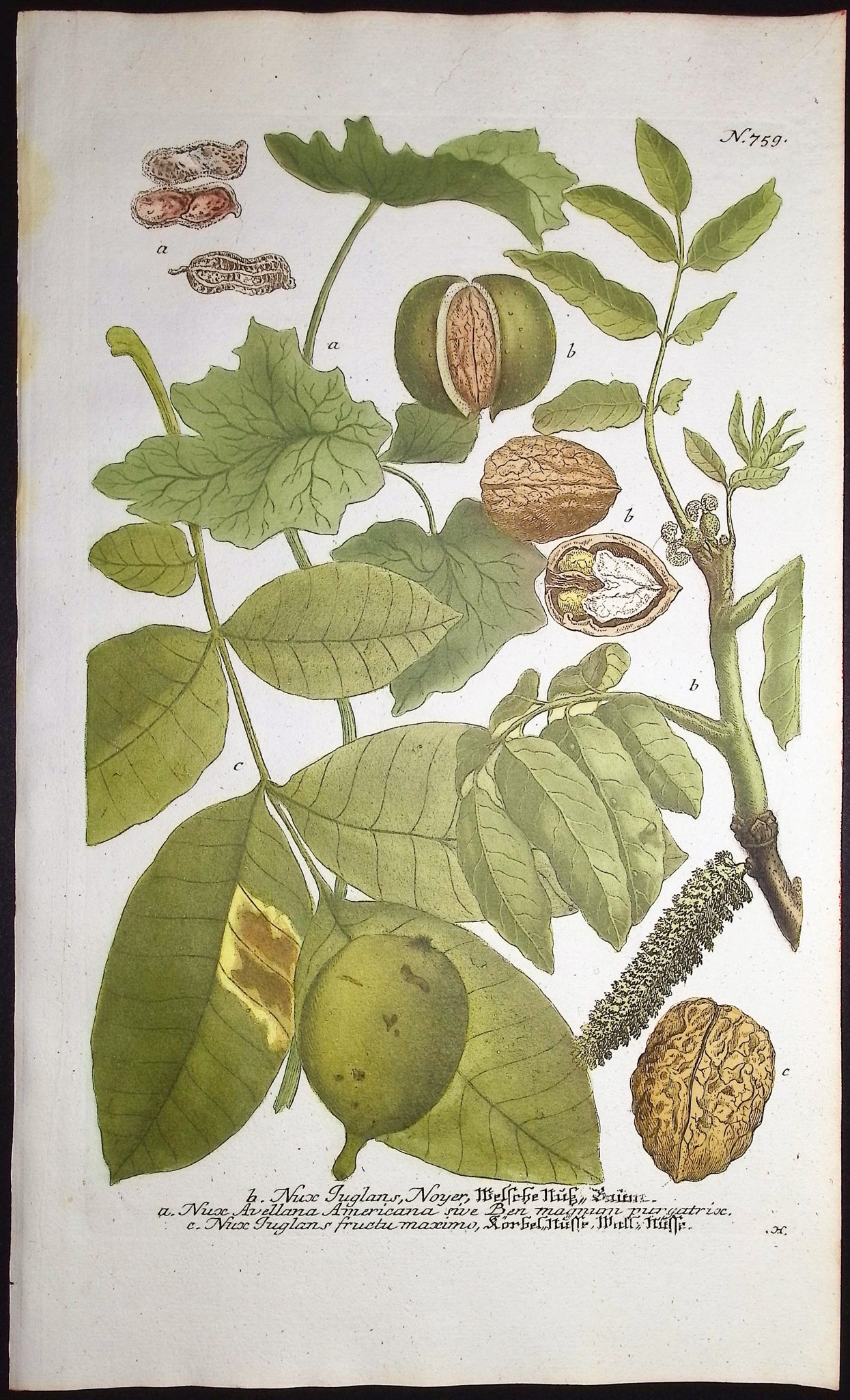 Walnut