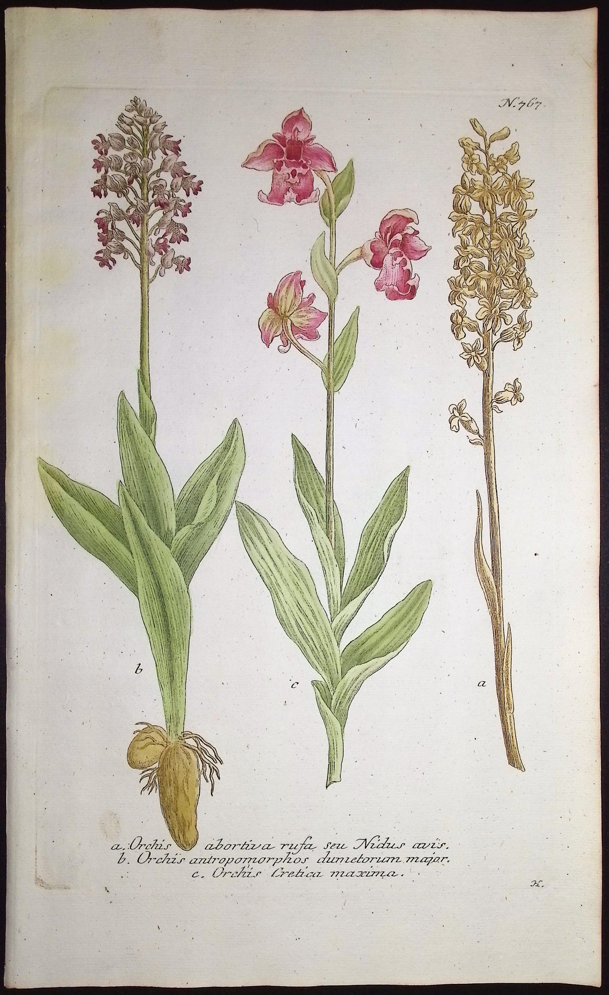Orchid