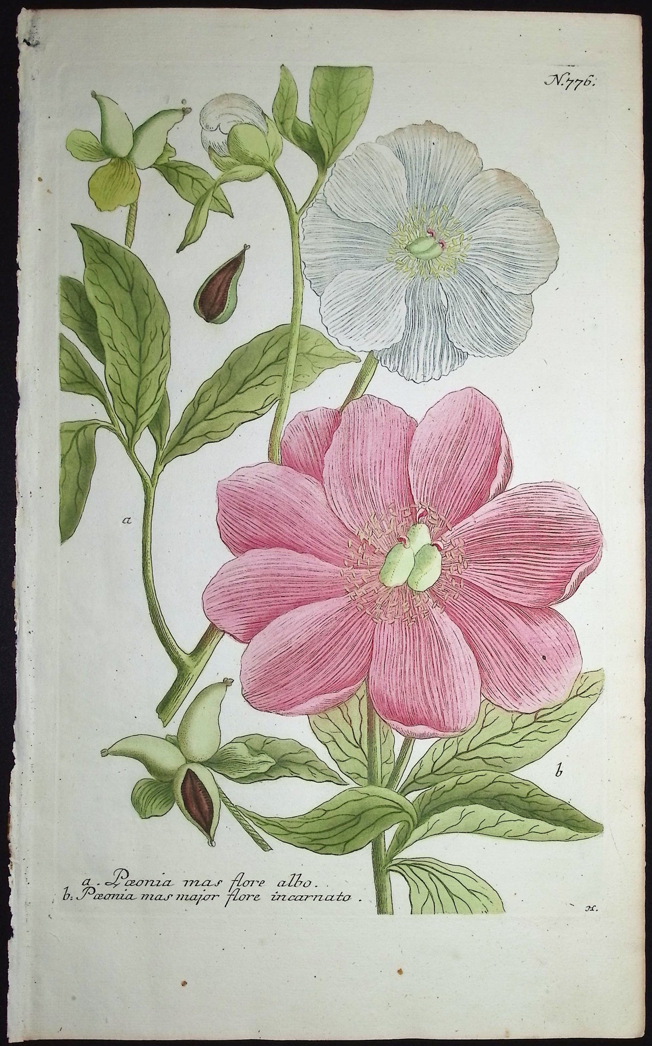 Peony