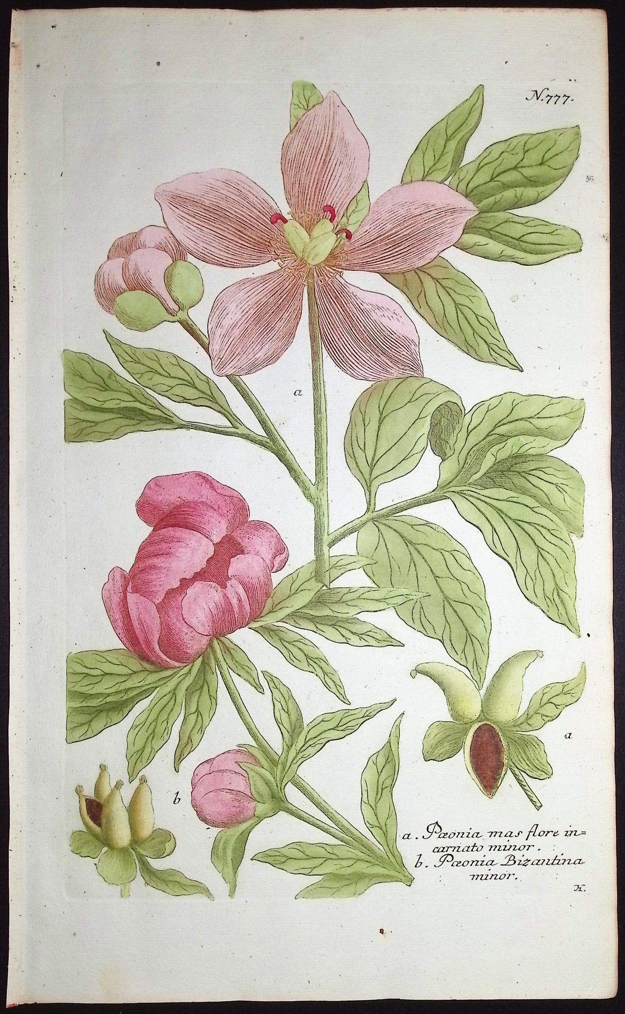 Peony