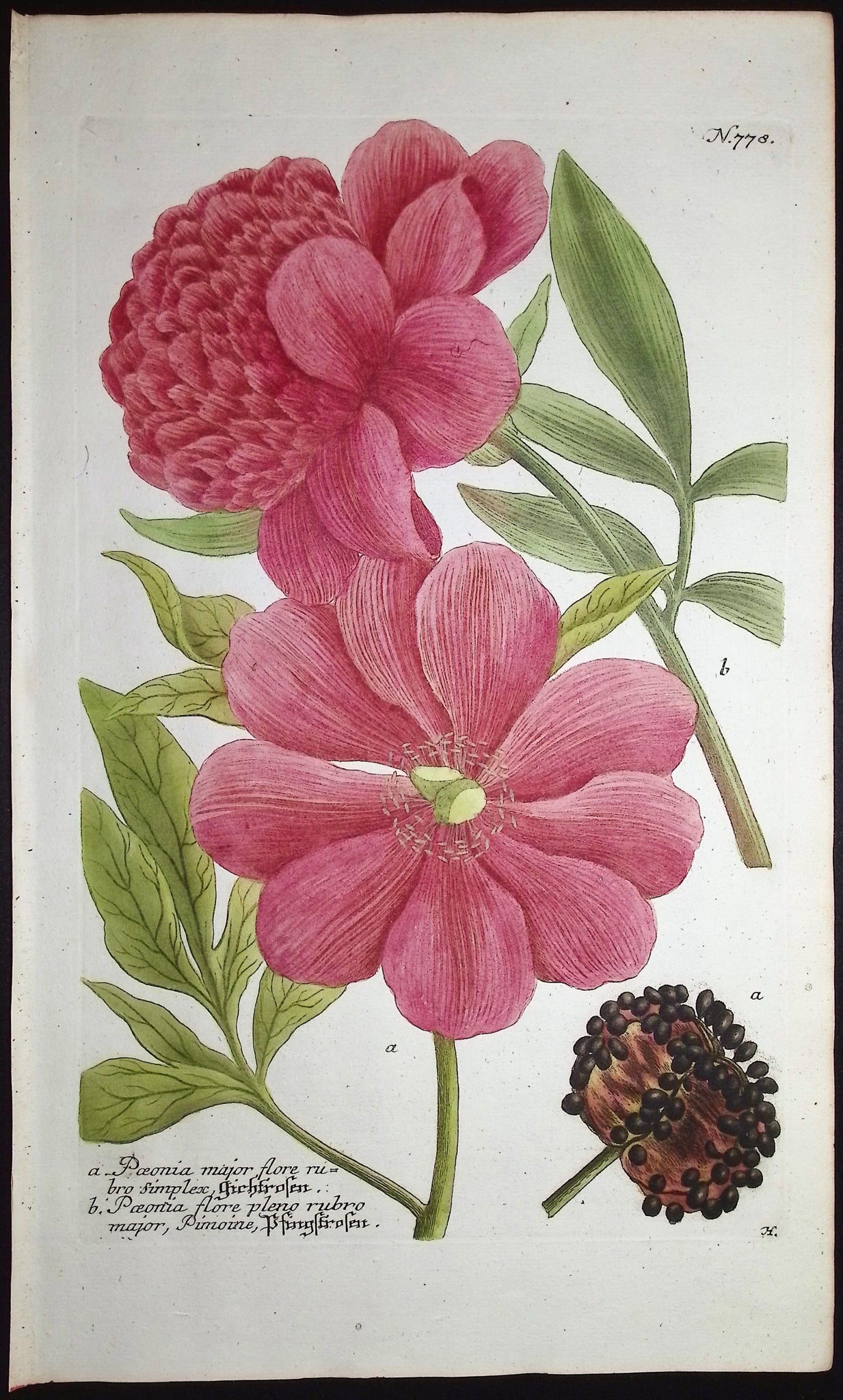 Peony