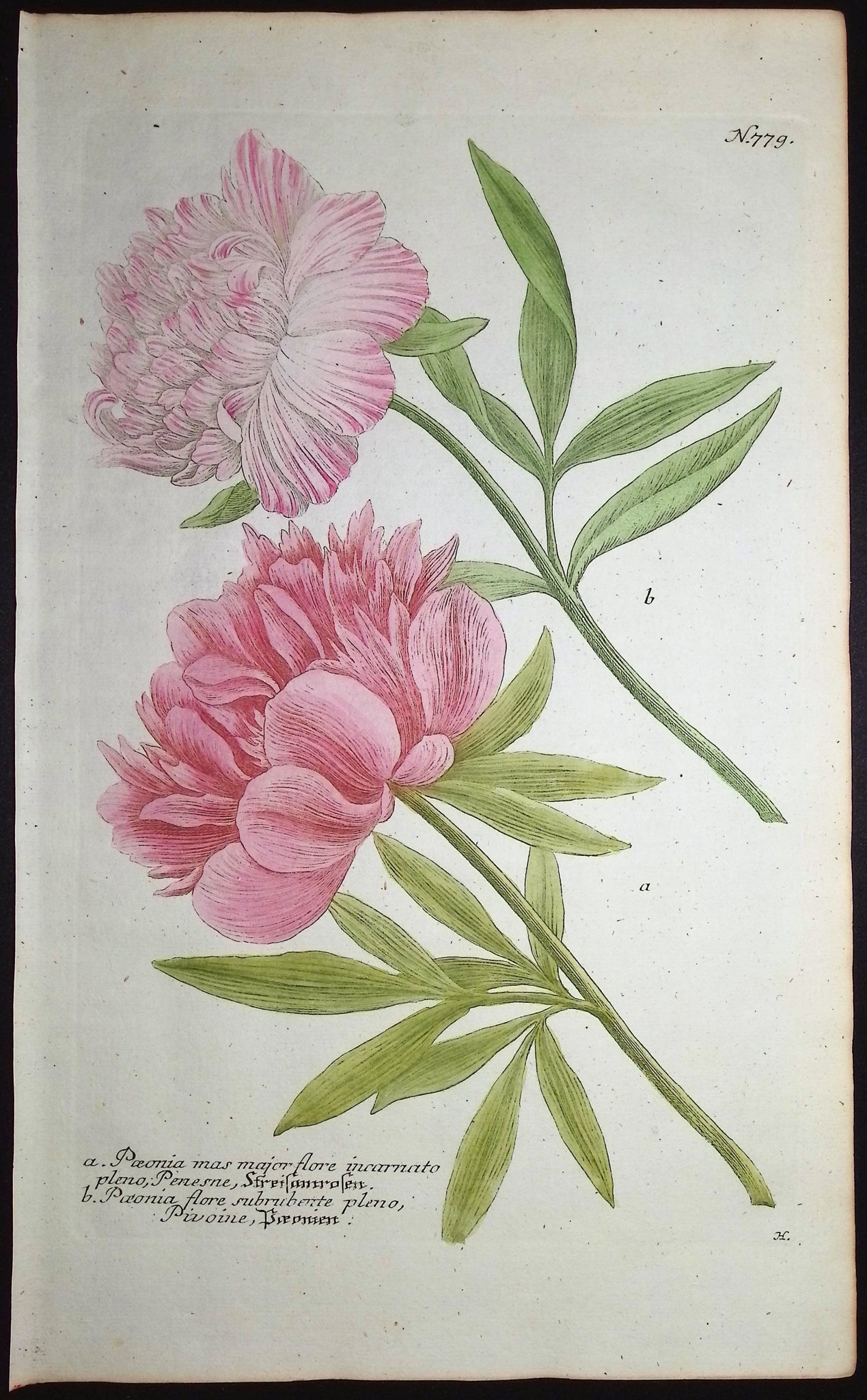 Peony