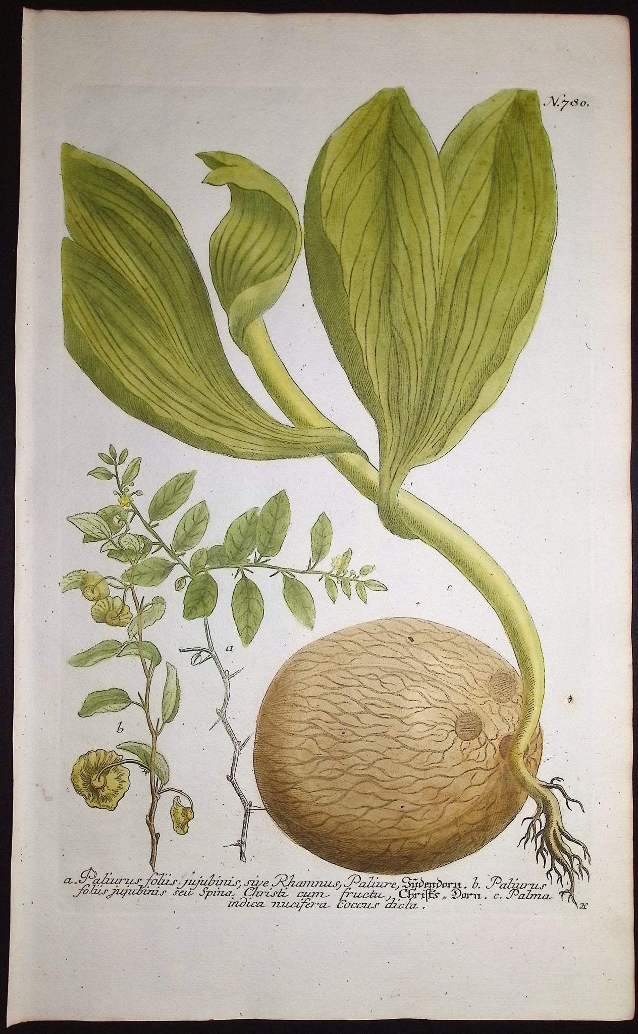 Coconut