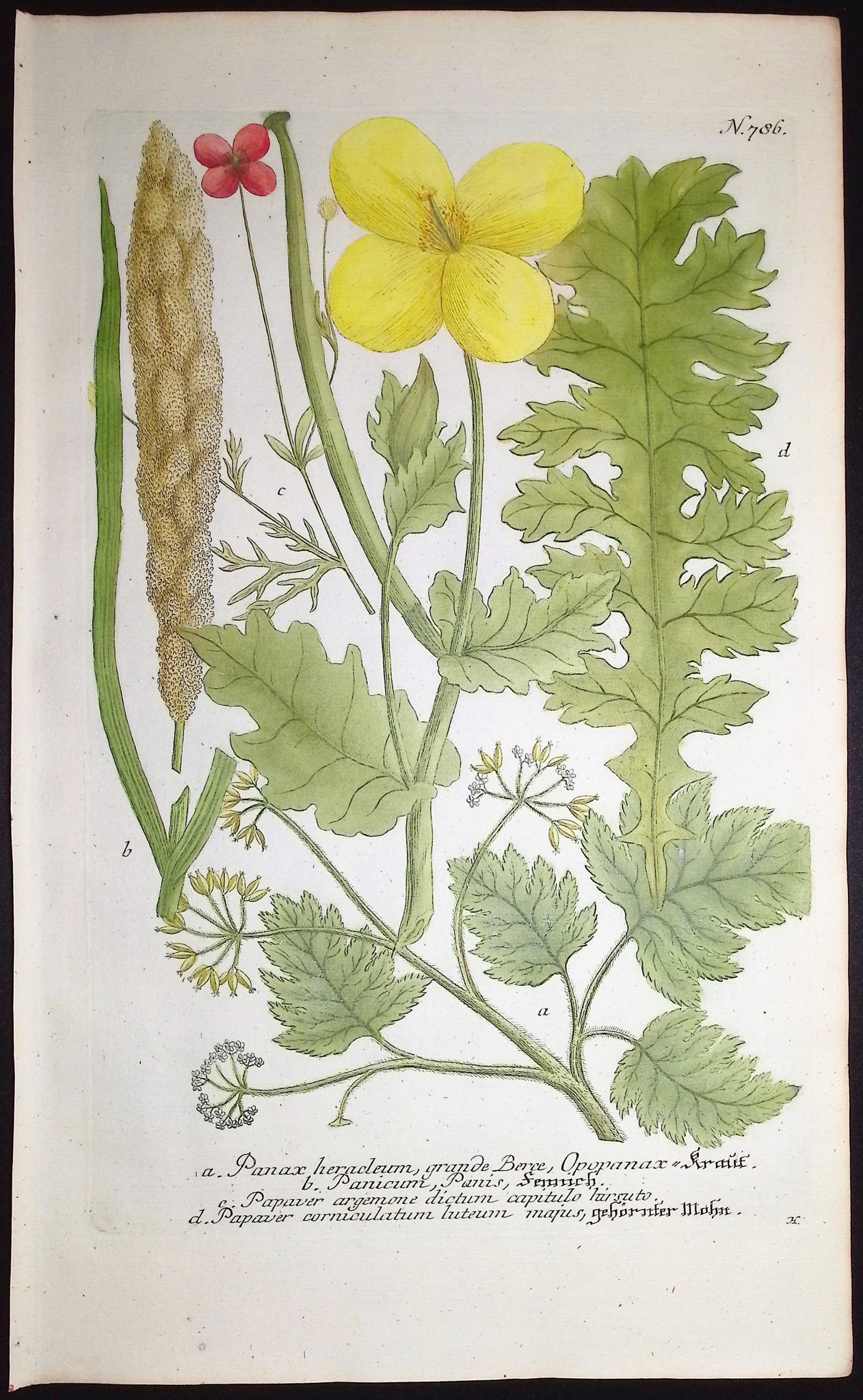 Poppy
