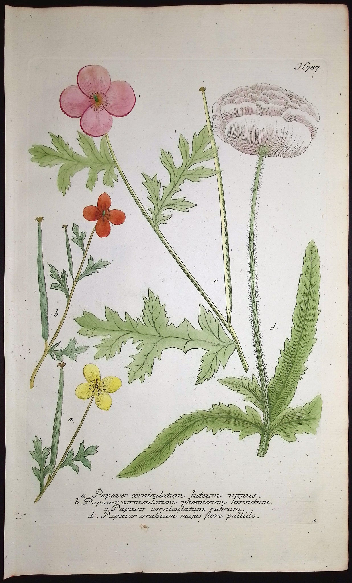Poppy