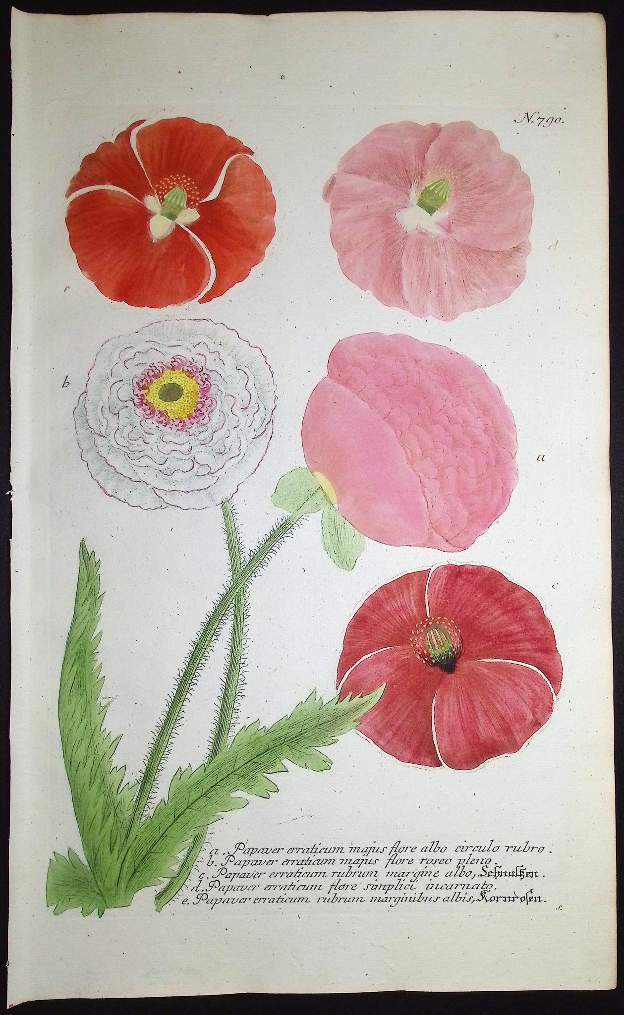 Poppy Plants and Flowers