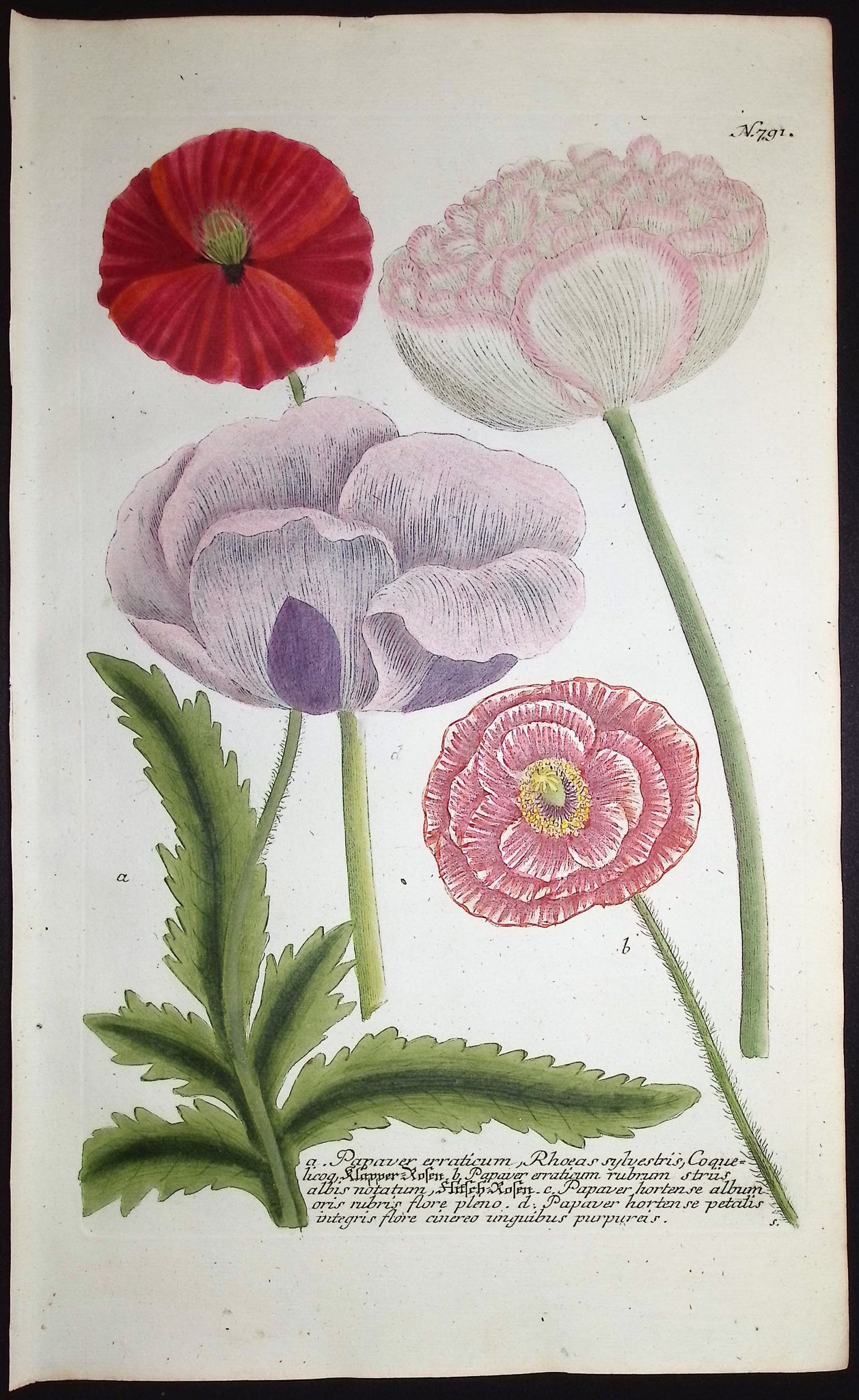 Poppy Plants and Flowers