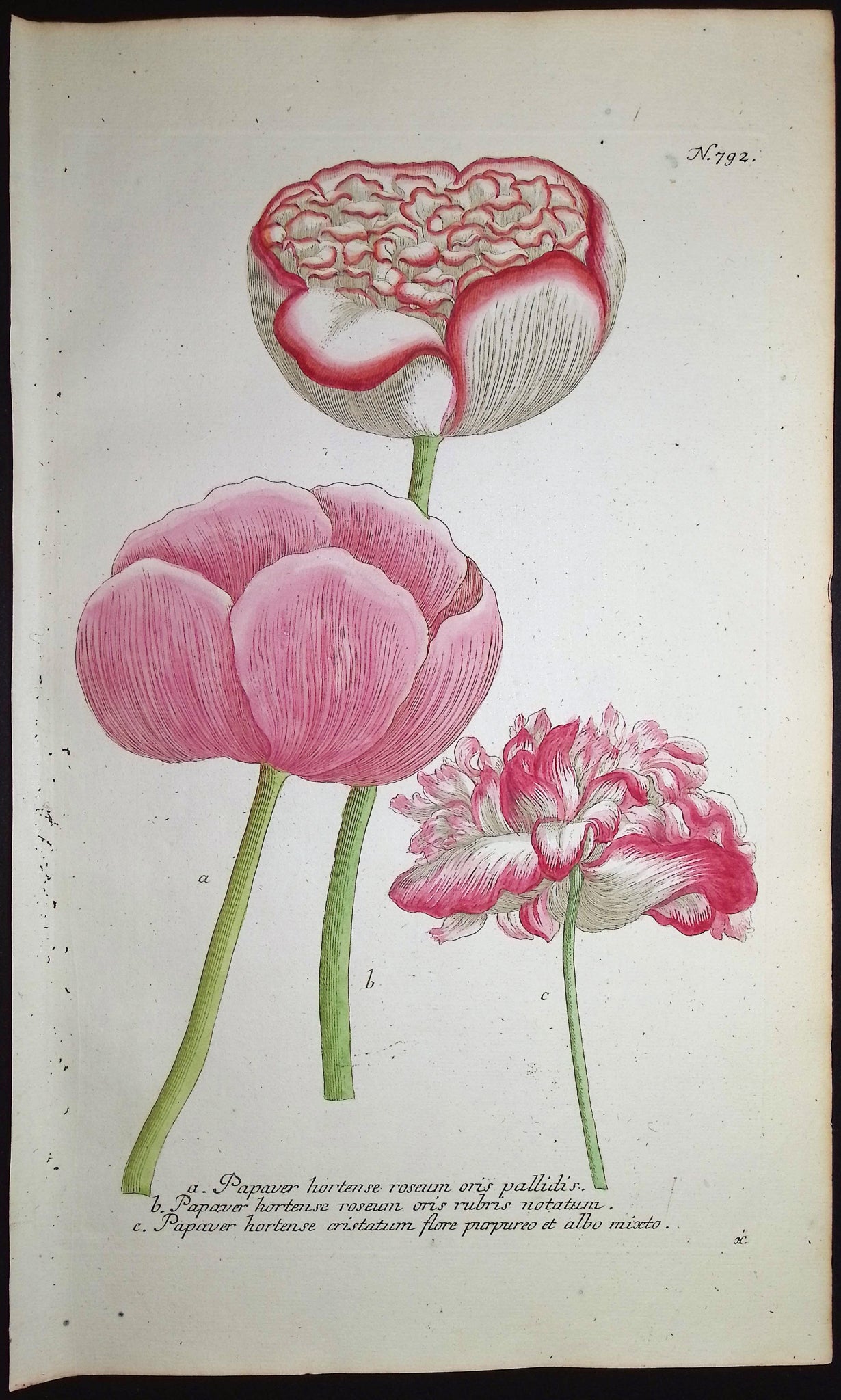 Poppy Flowers