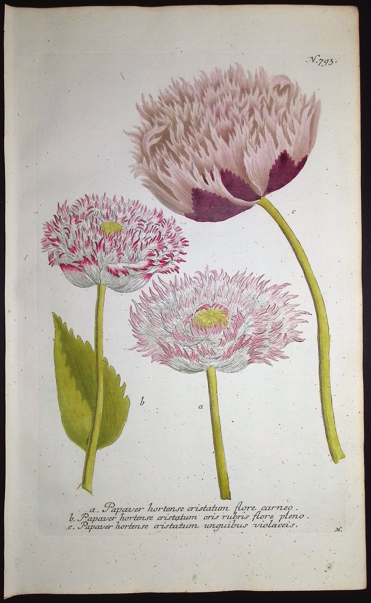 Poppy Flowers