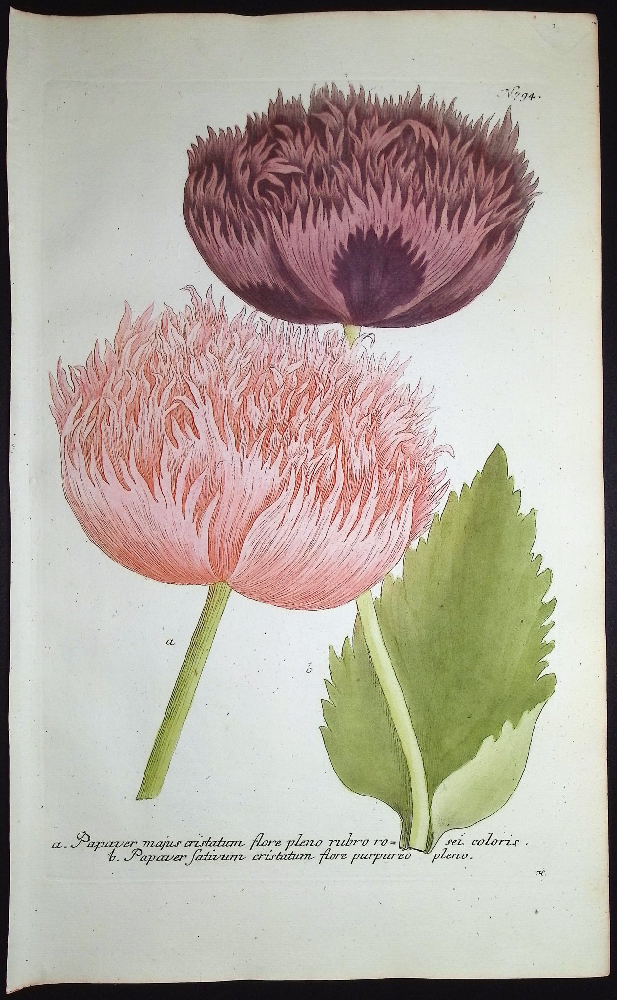 Poppy Flowers