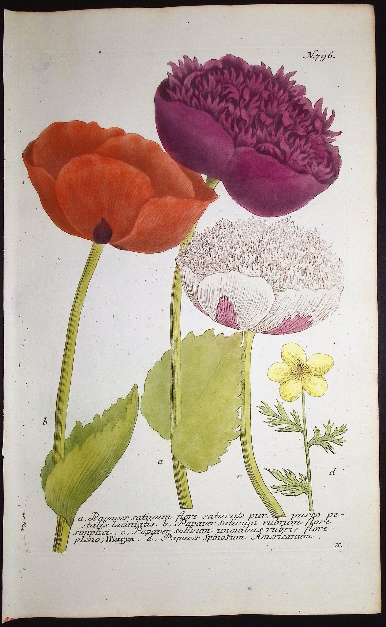 Poppy Flowers