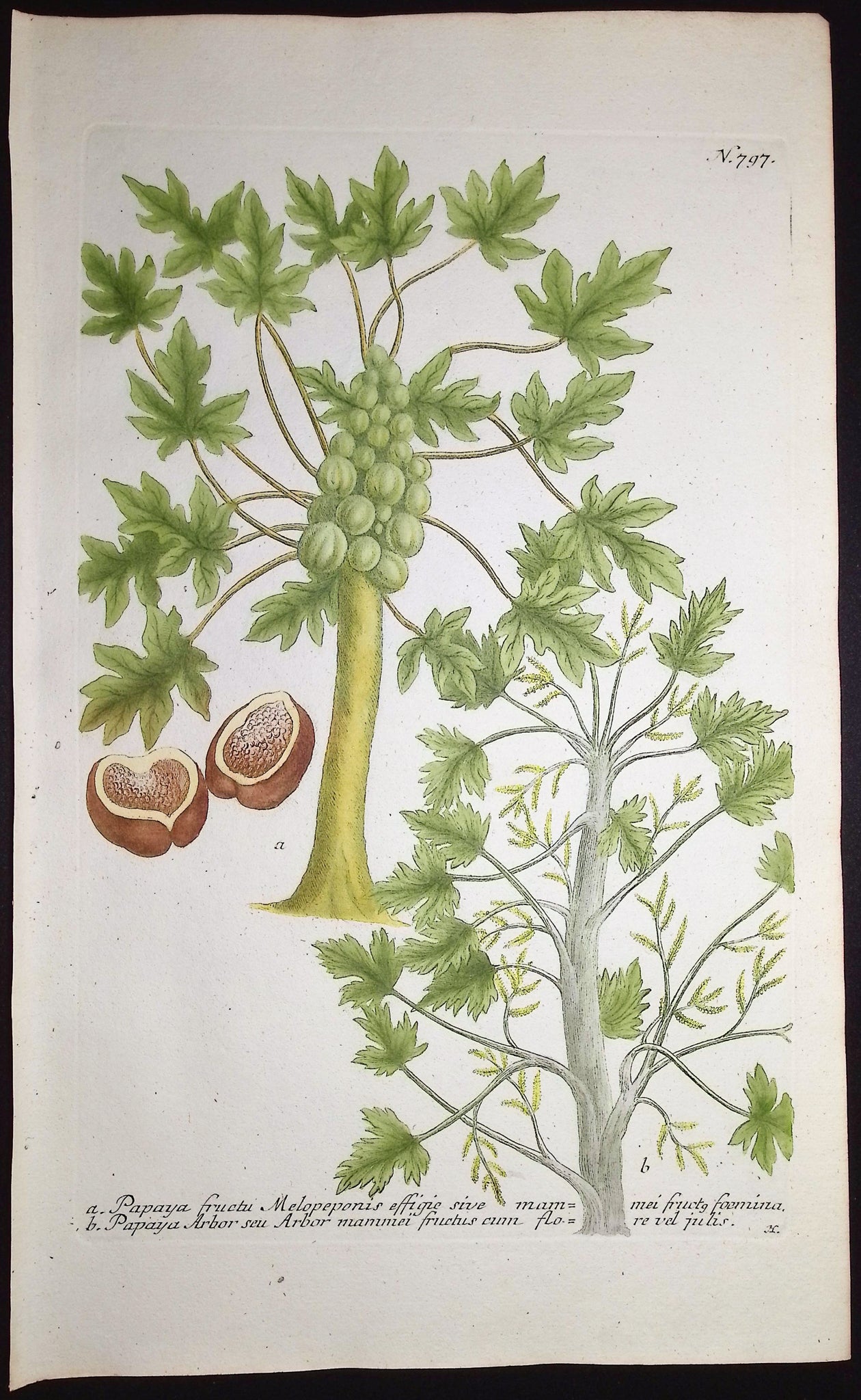 Papaya Tree and Fruit