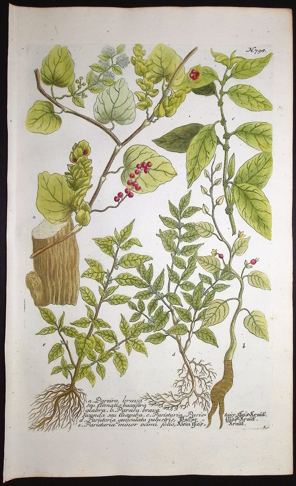 Pareira, Parietaria