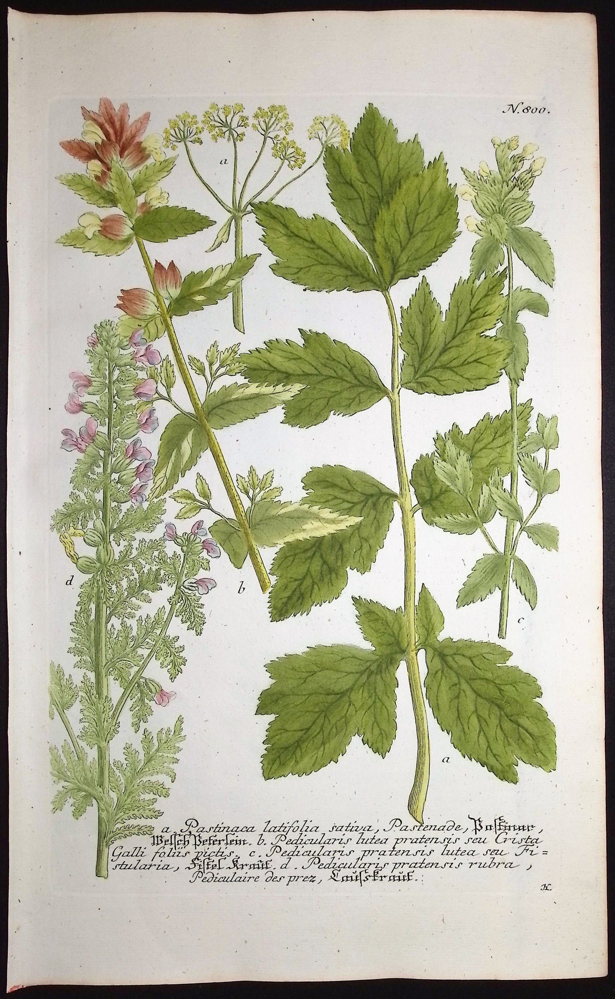 Pastinaca, Pedicularis