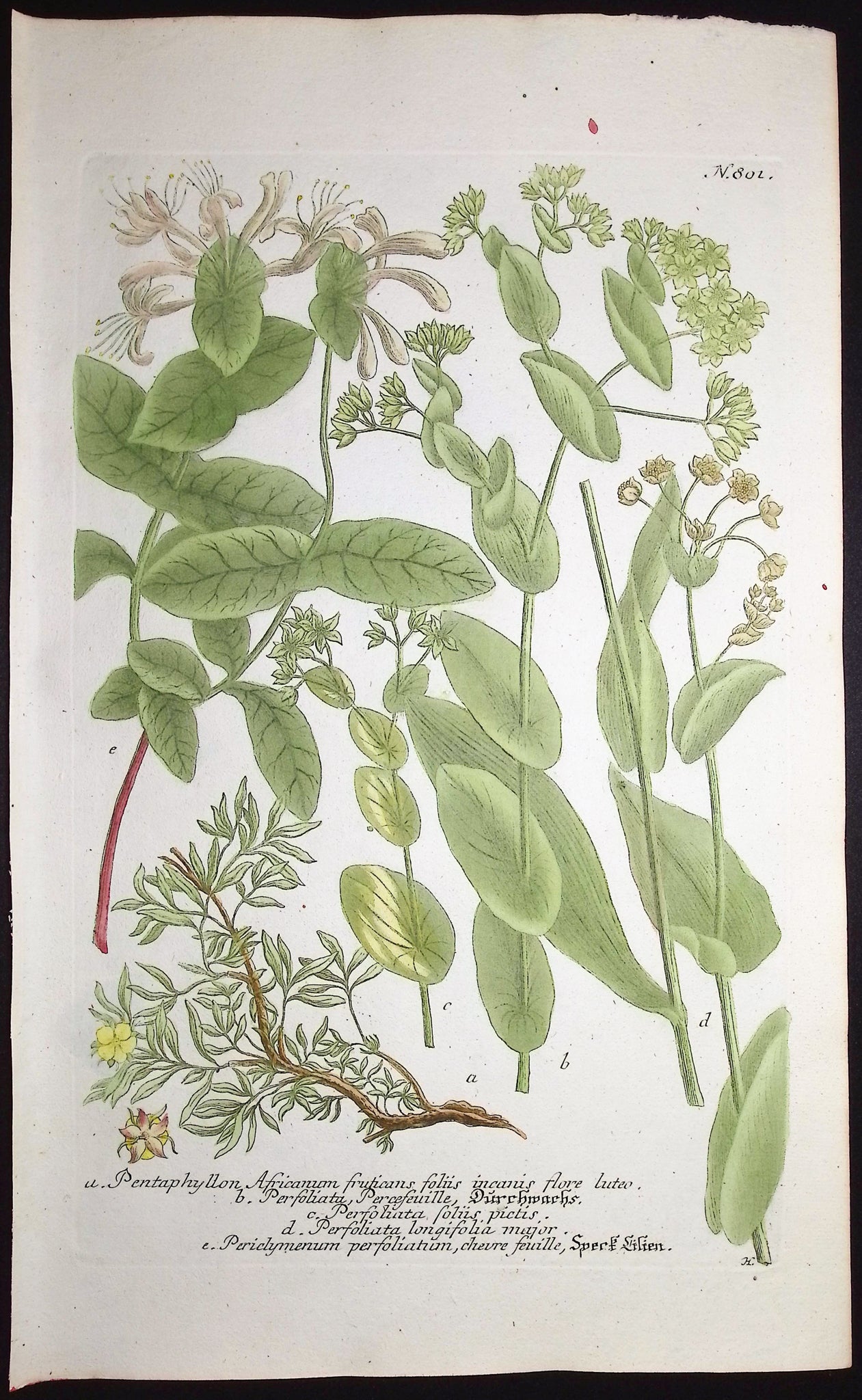 Pentaphyllon, Perfoliata, Periclymenum