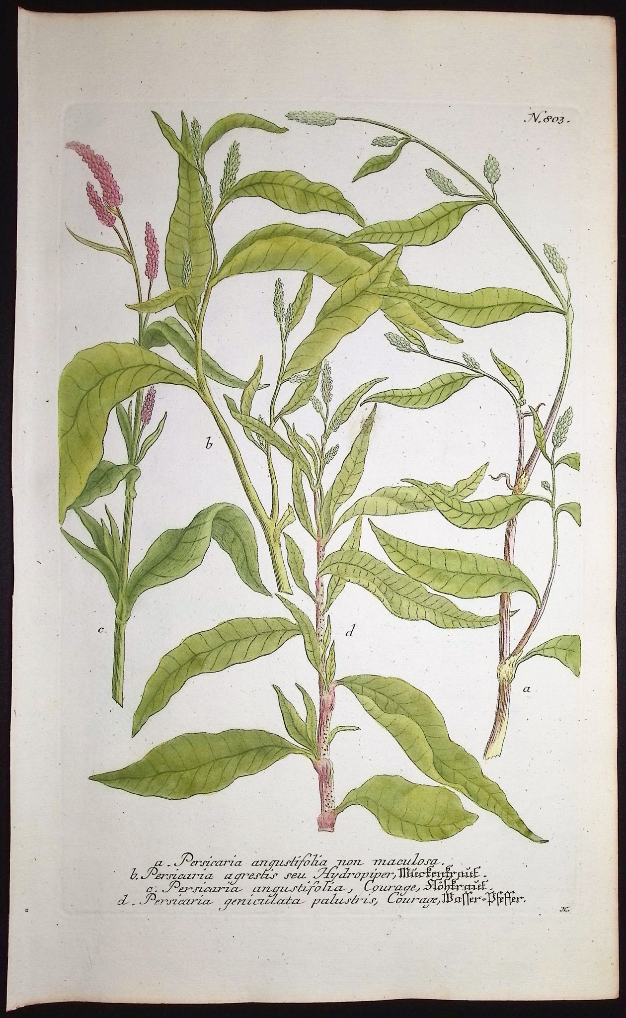Persicaria