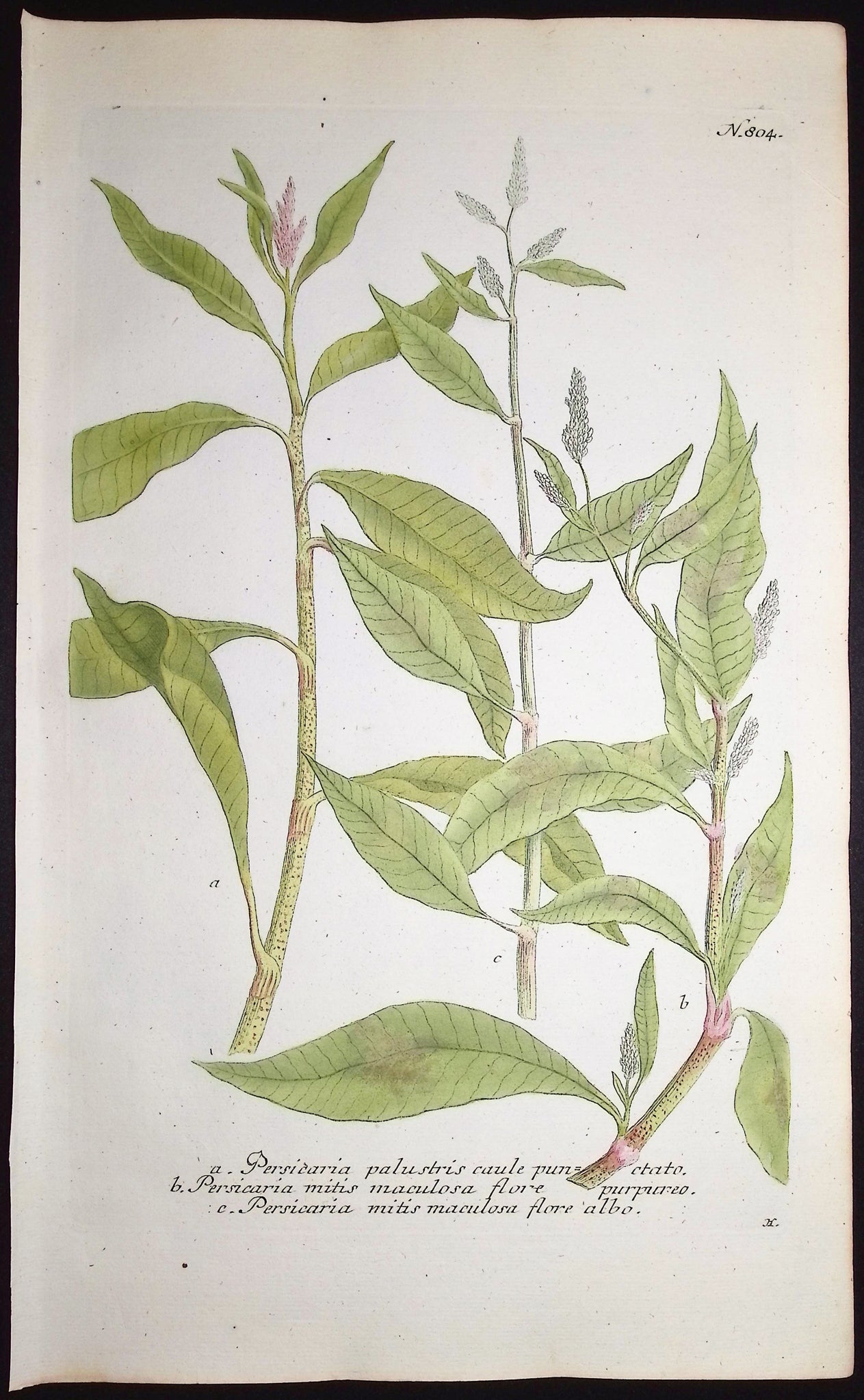 Persicaria