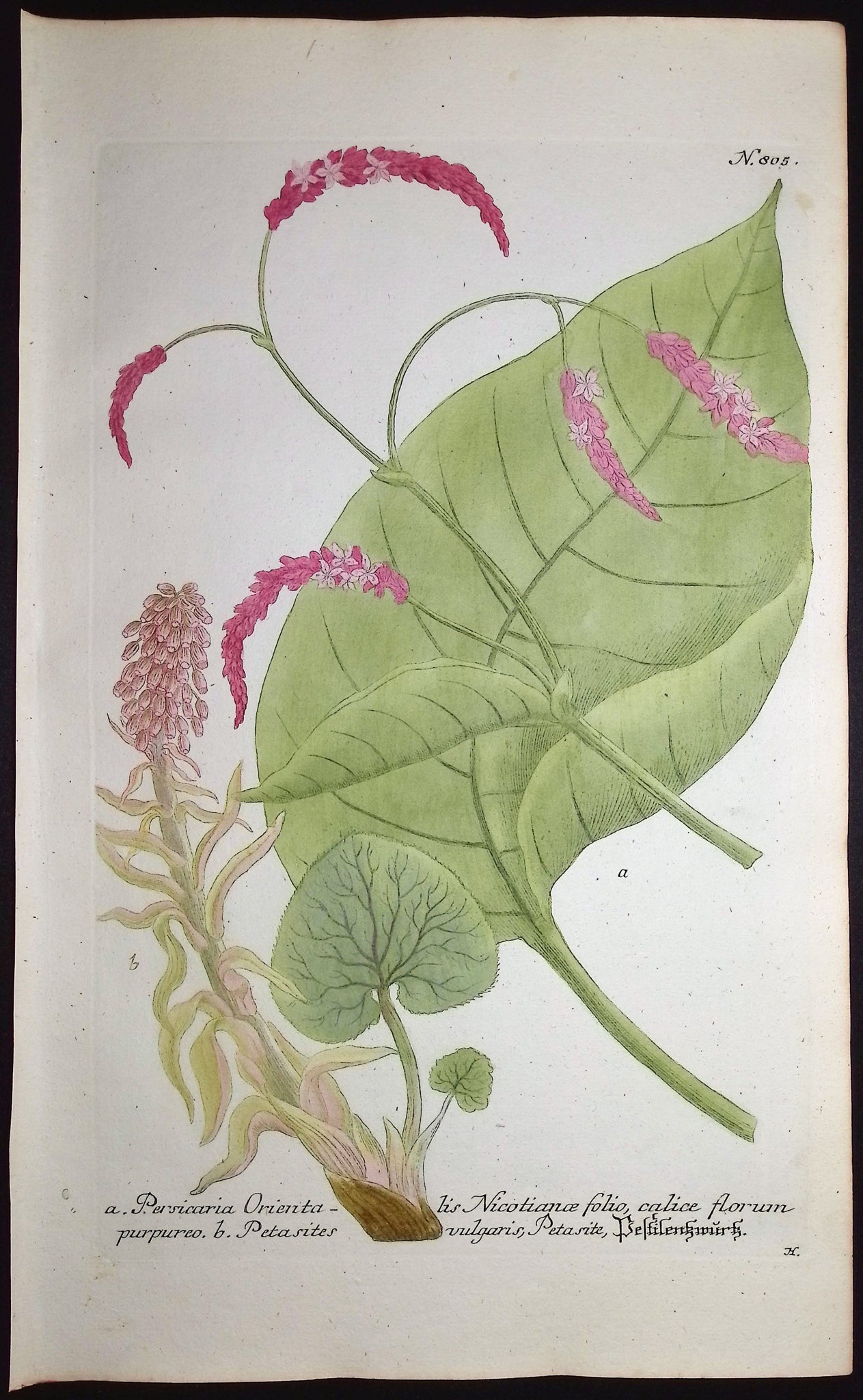 Persicaria, Petasites
