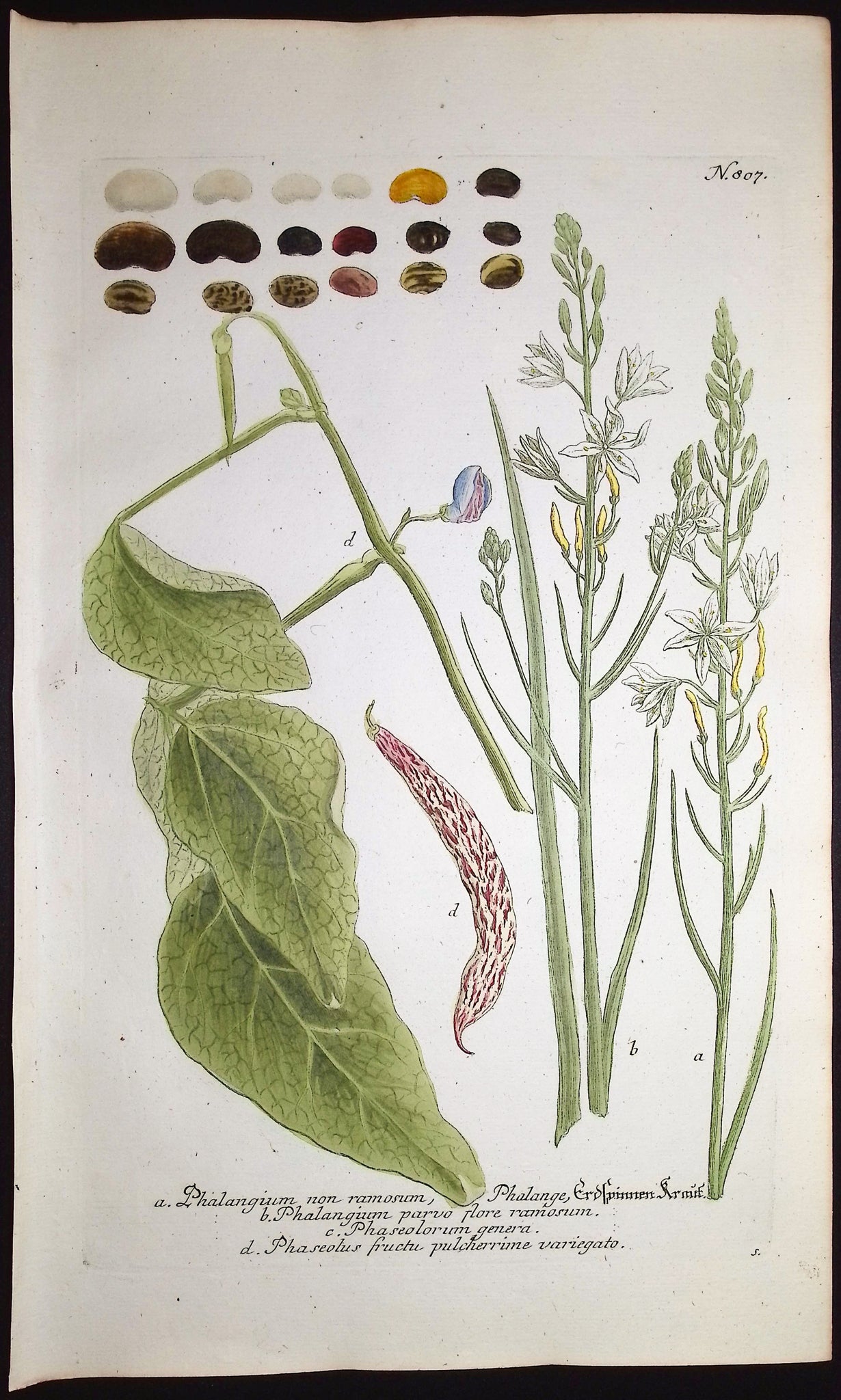 Phalangium, Phaseolus