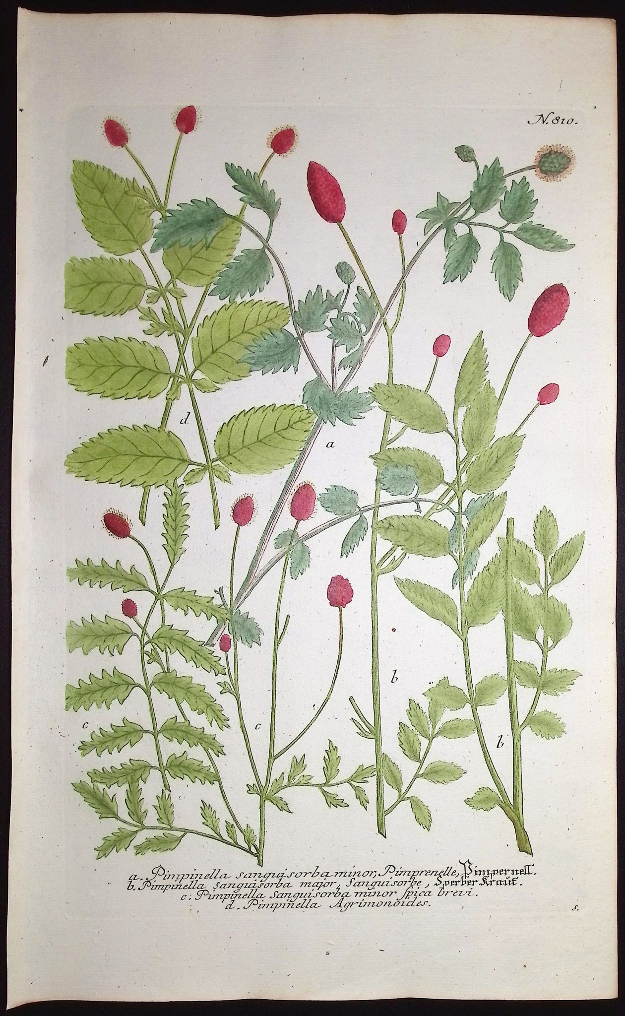 Pimpinella