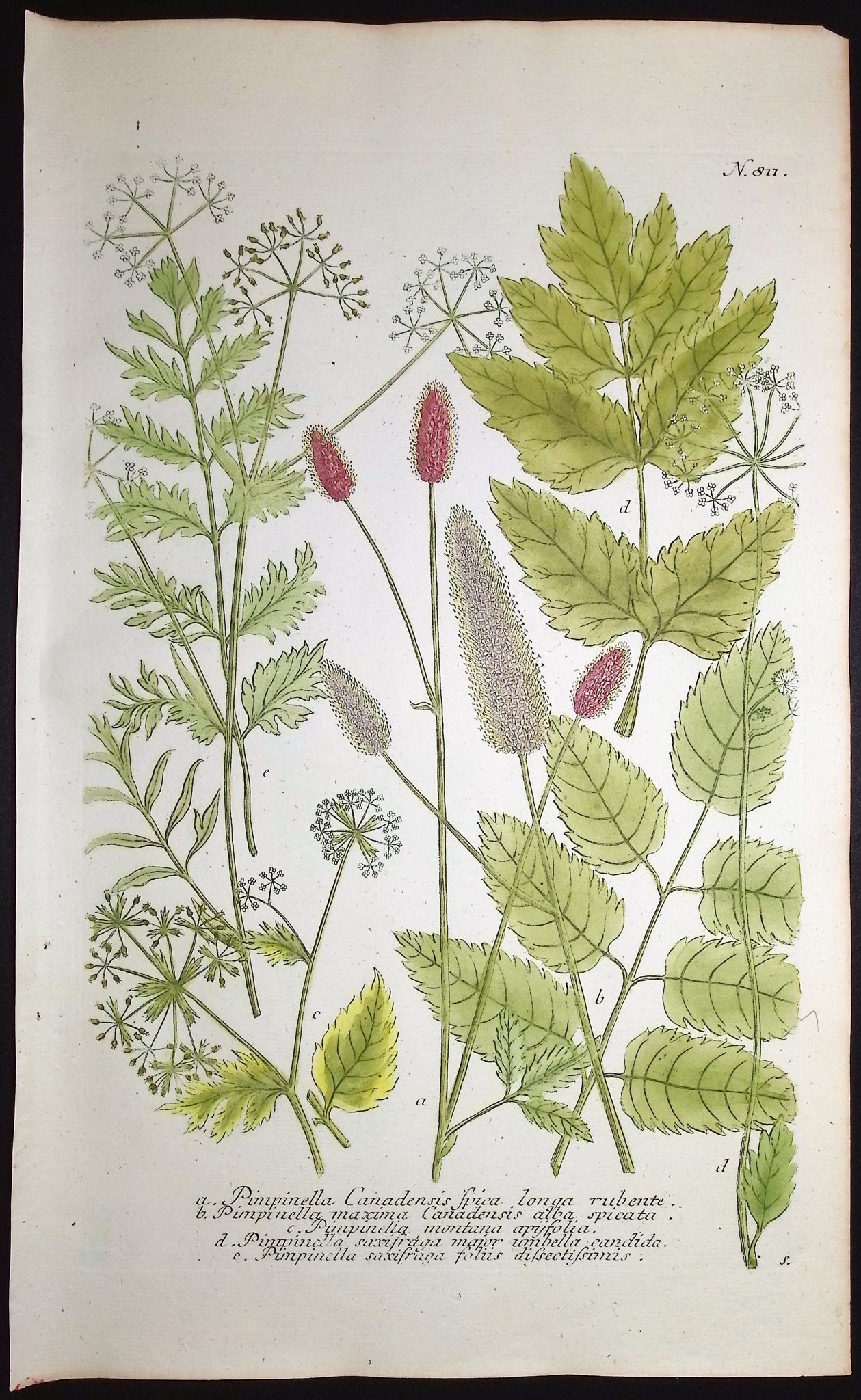 Pimpinella
