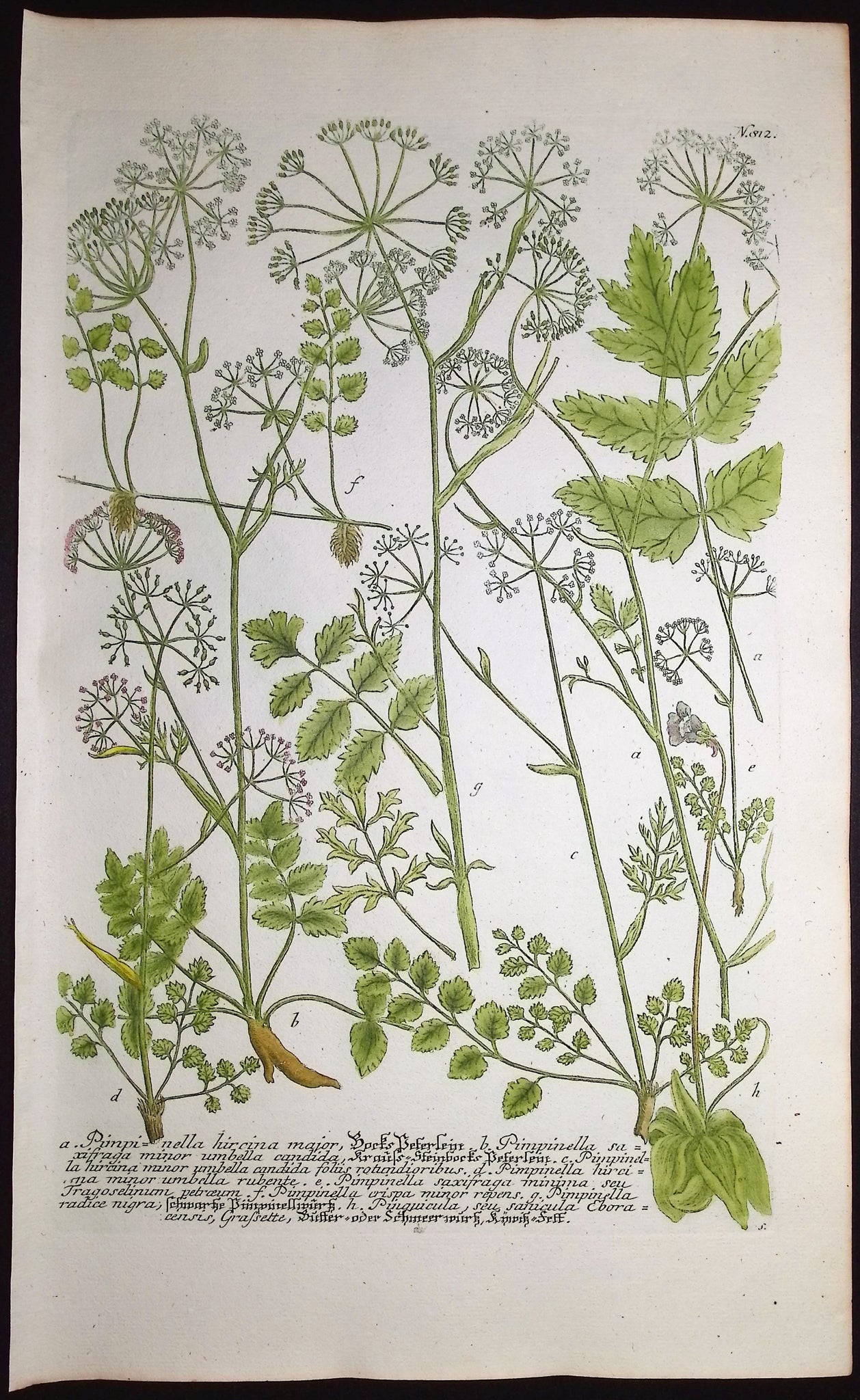 Pimpinella, Pinguicula