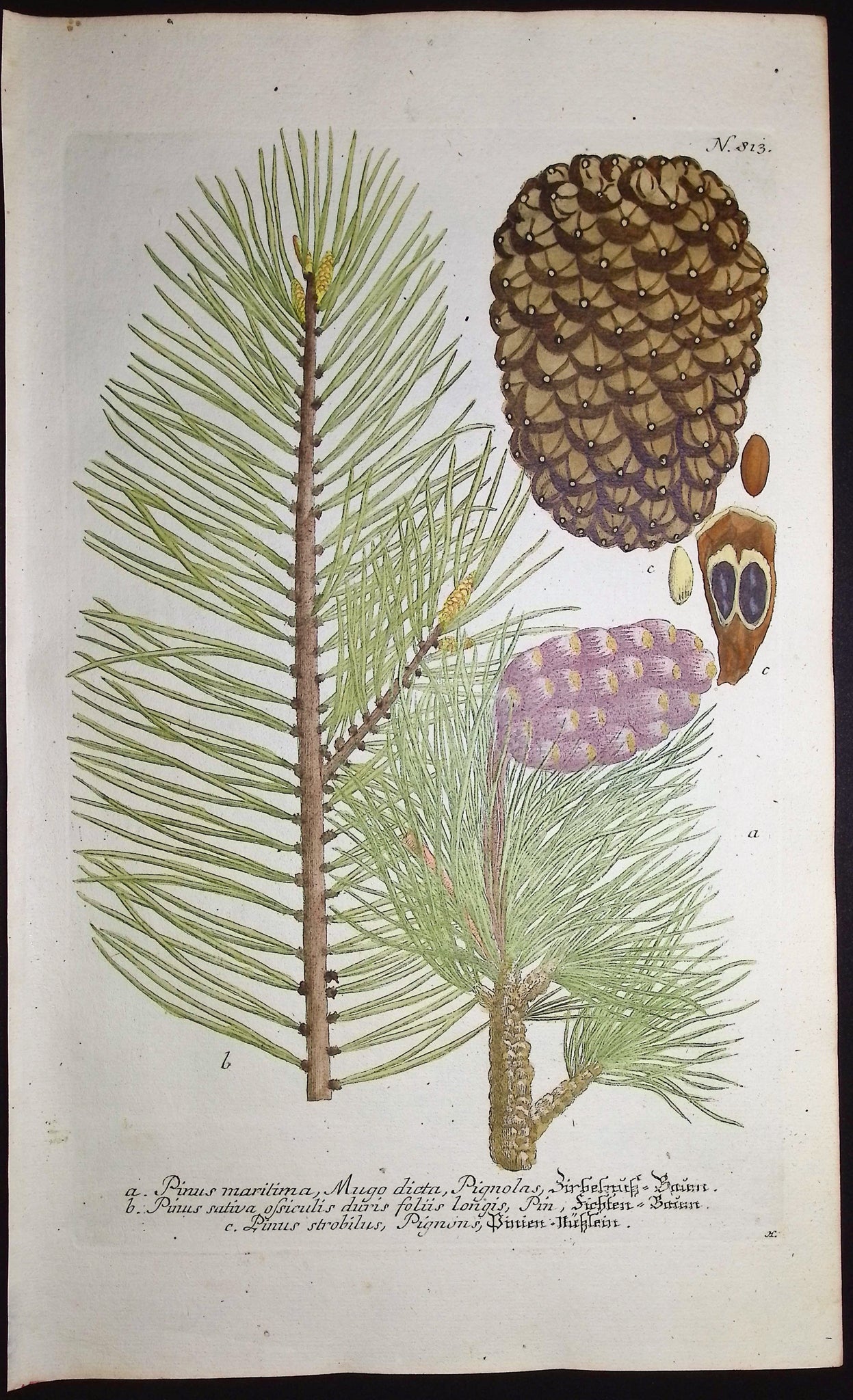 Pine Cone, Branch