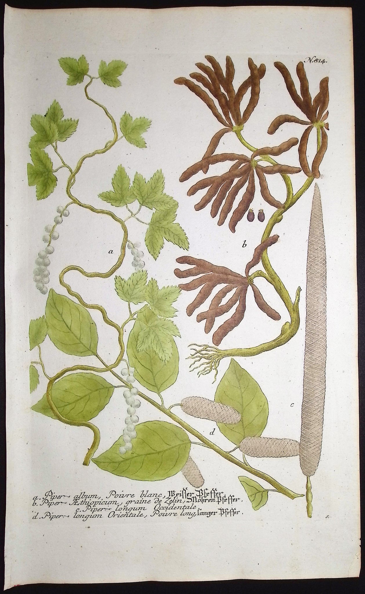 Pepper Plant