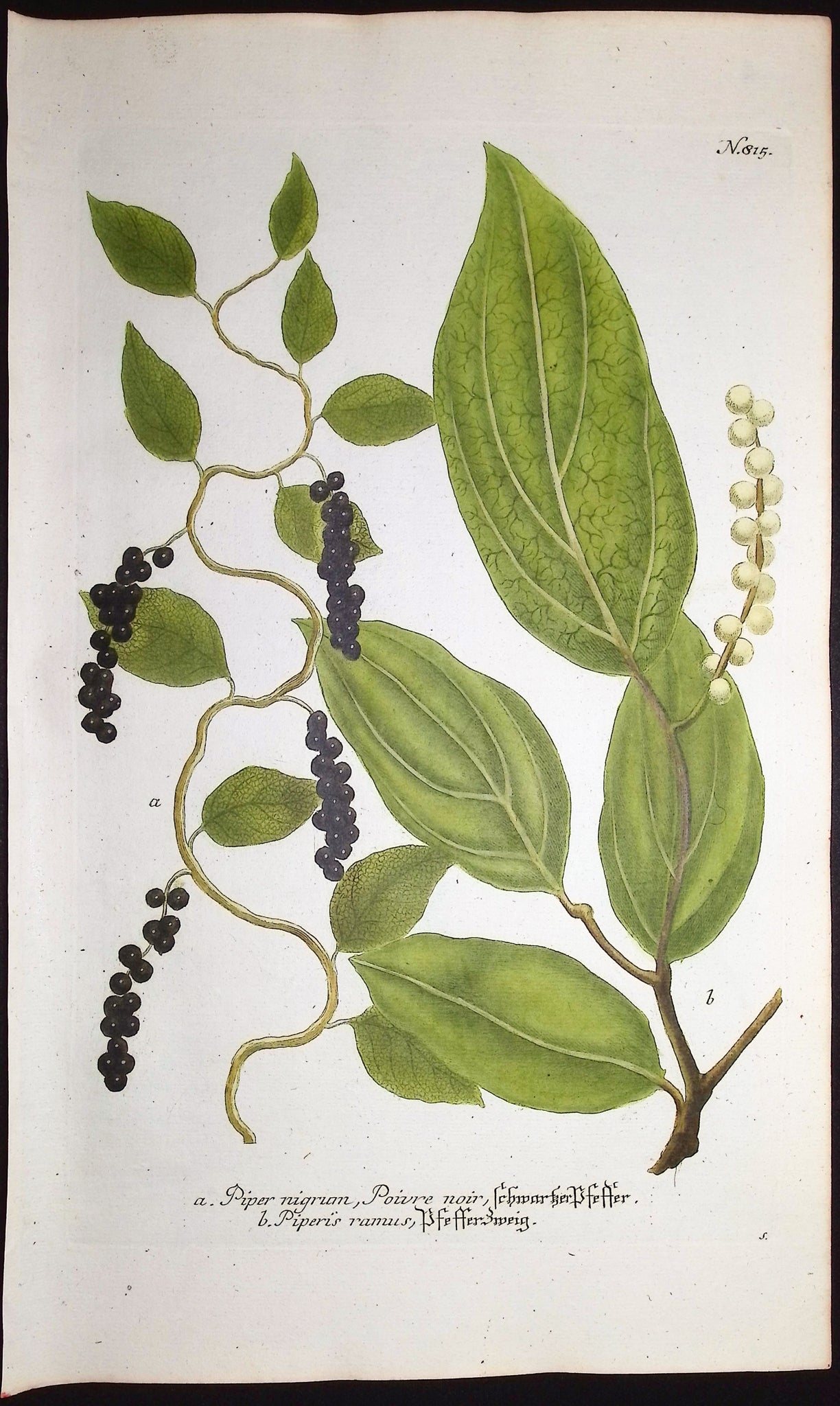 Pepper Plant